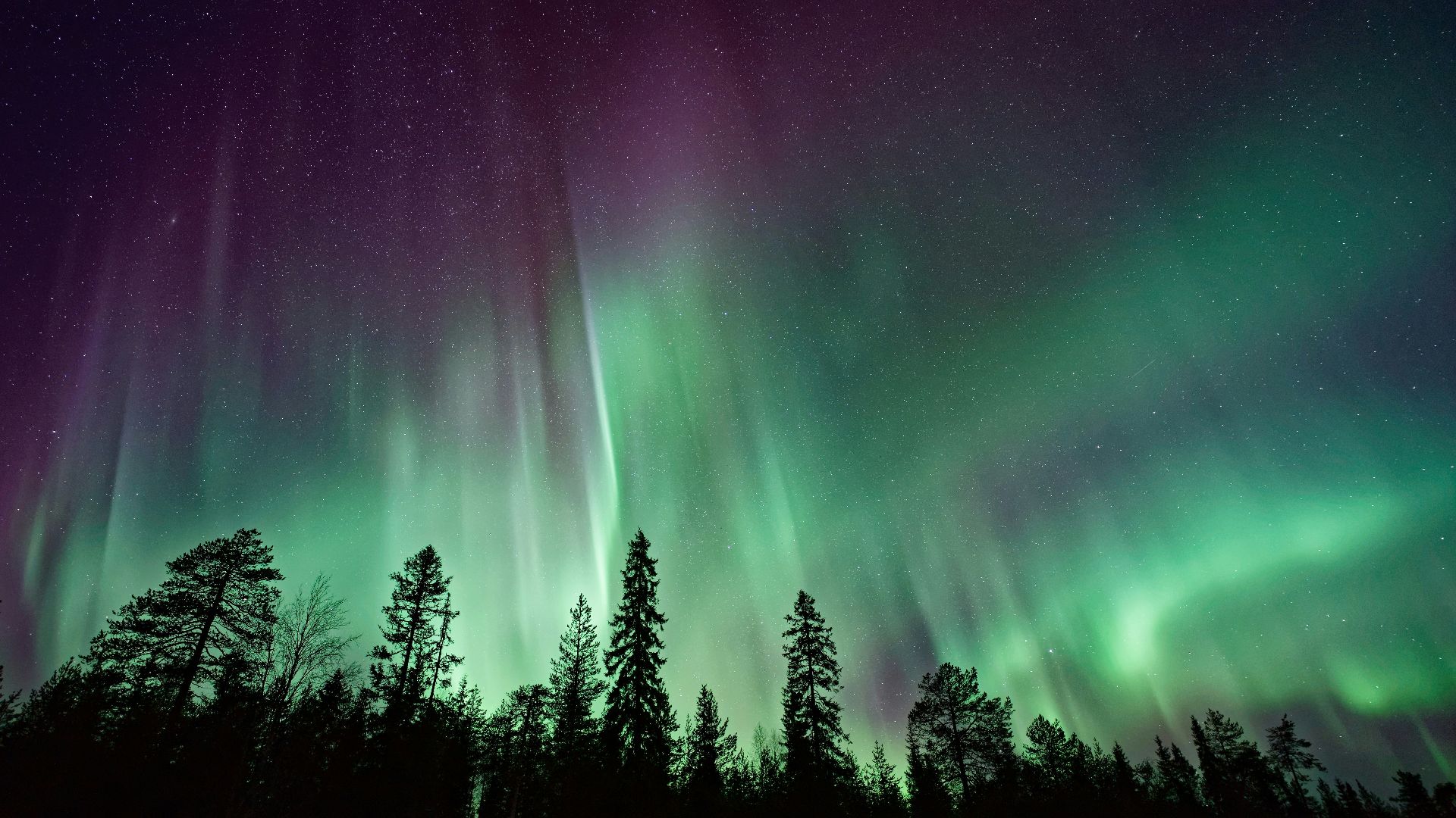 silhouette of trees near Aurora Borealis at night