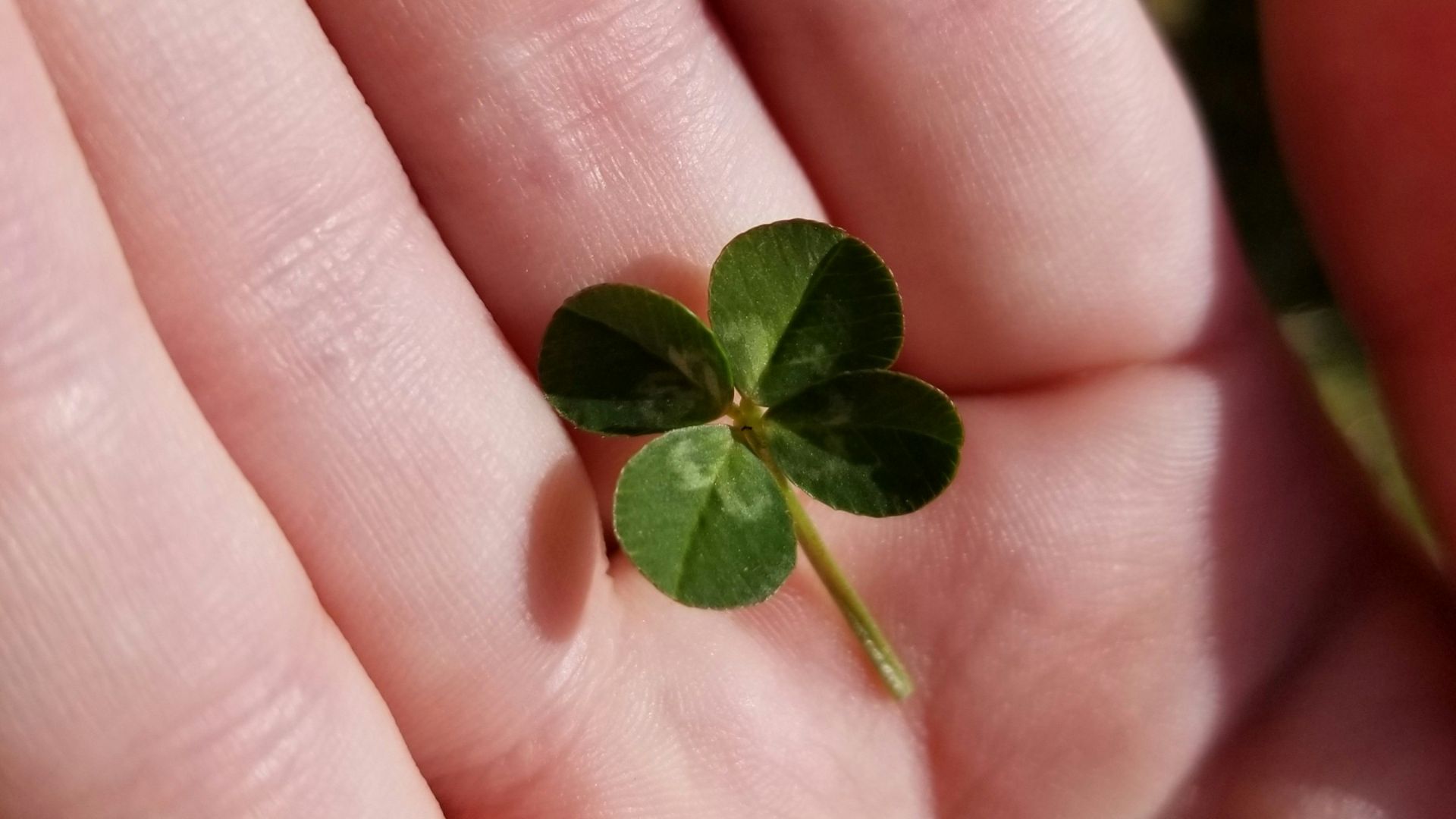 a person holding a small green leaf in their hand