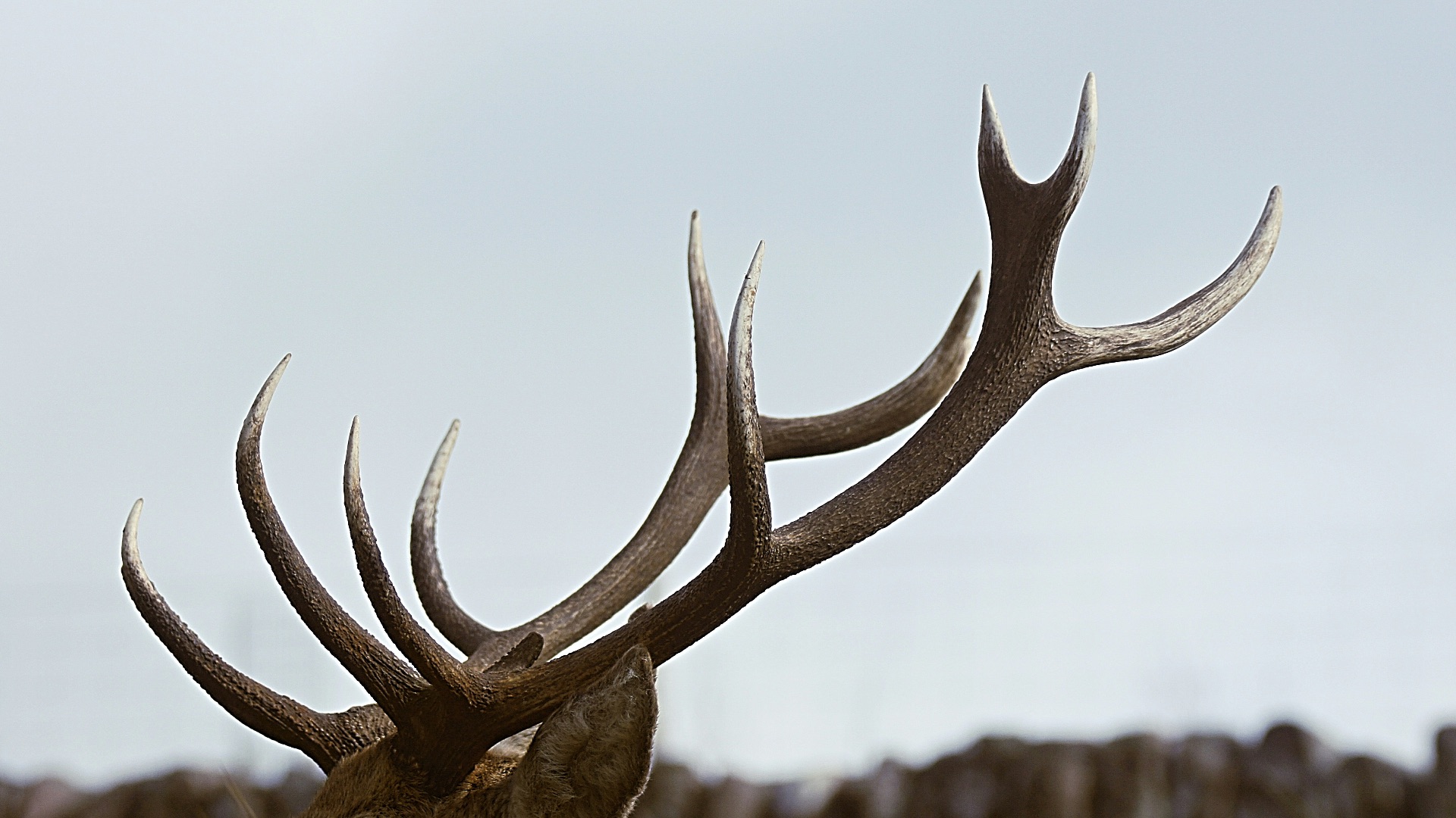 close-up photo of antler during daytime