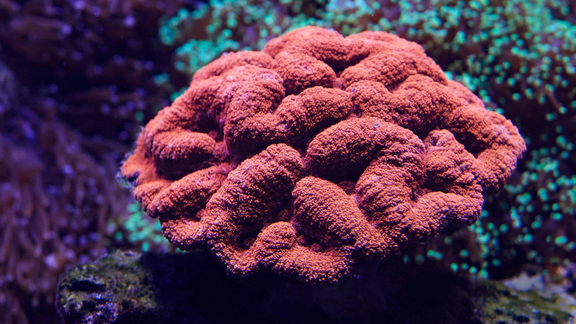 a close up of a coral on a coral reef