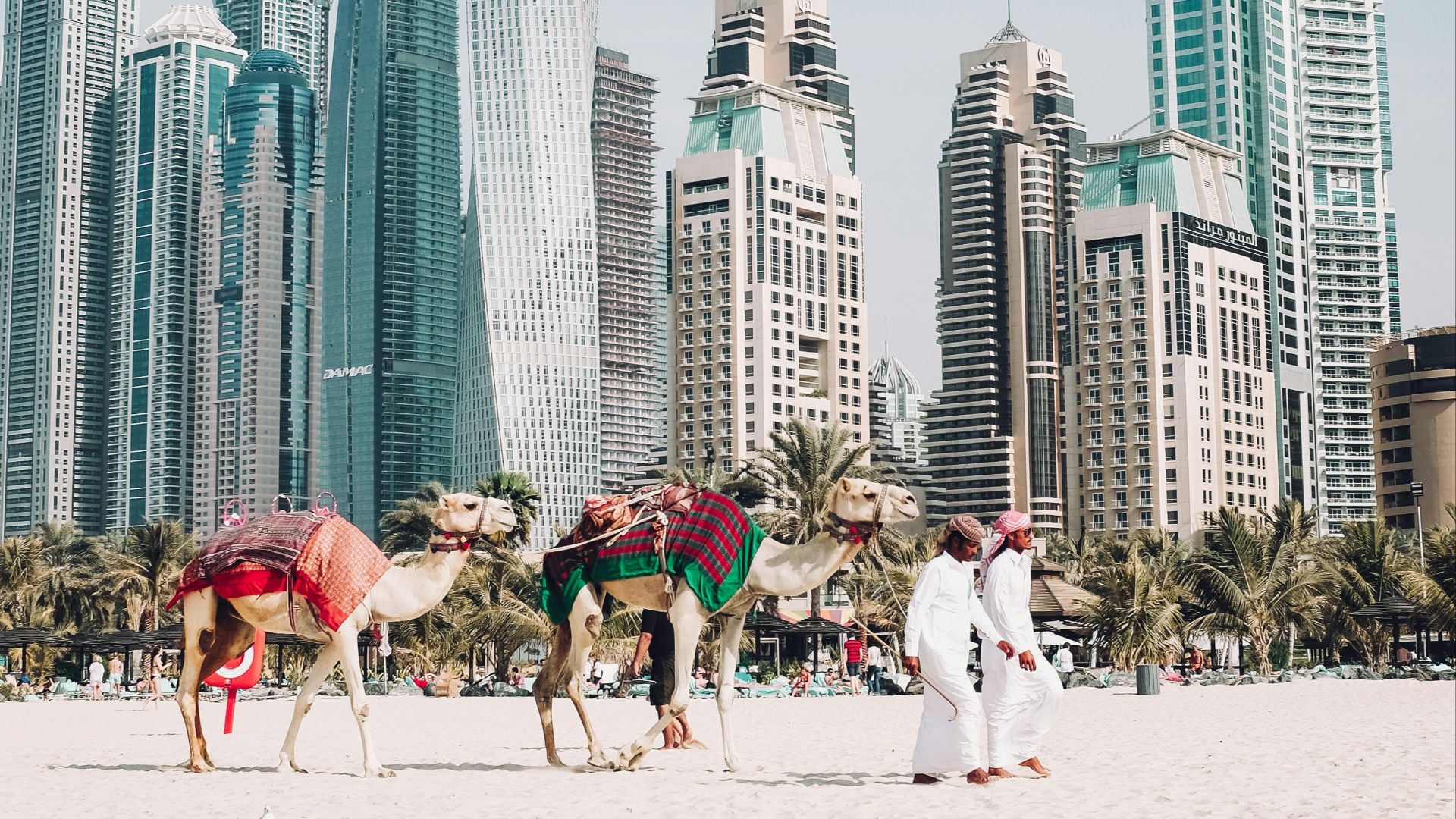 camels on beach sands