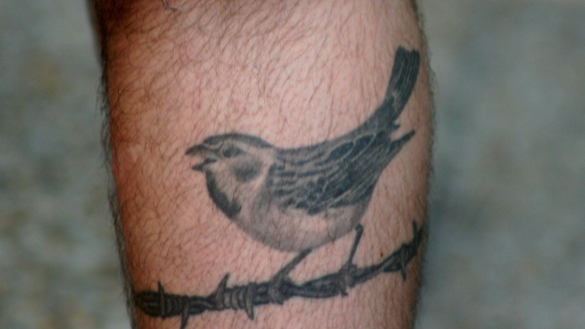 File:Bird Tattoo (5115747547).jpg
