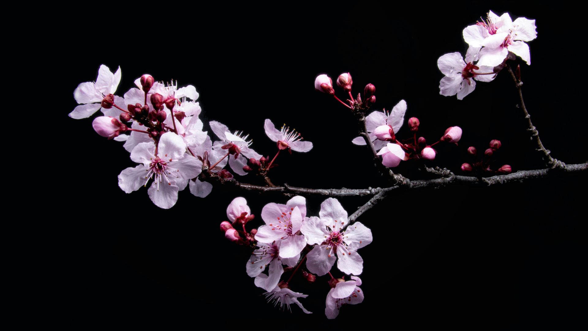 white petaled flower
