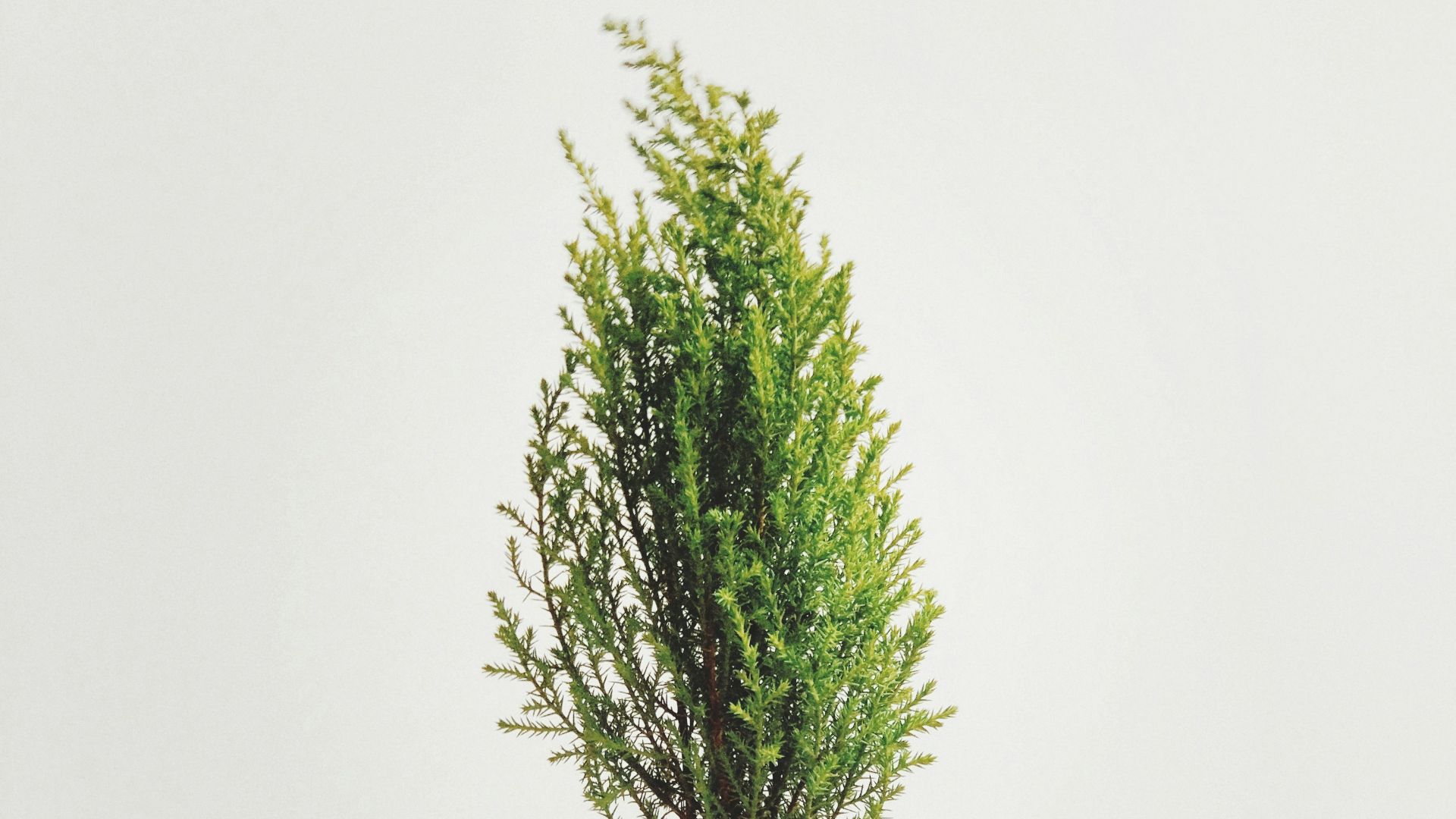 person holding vase of green leafed plant
