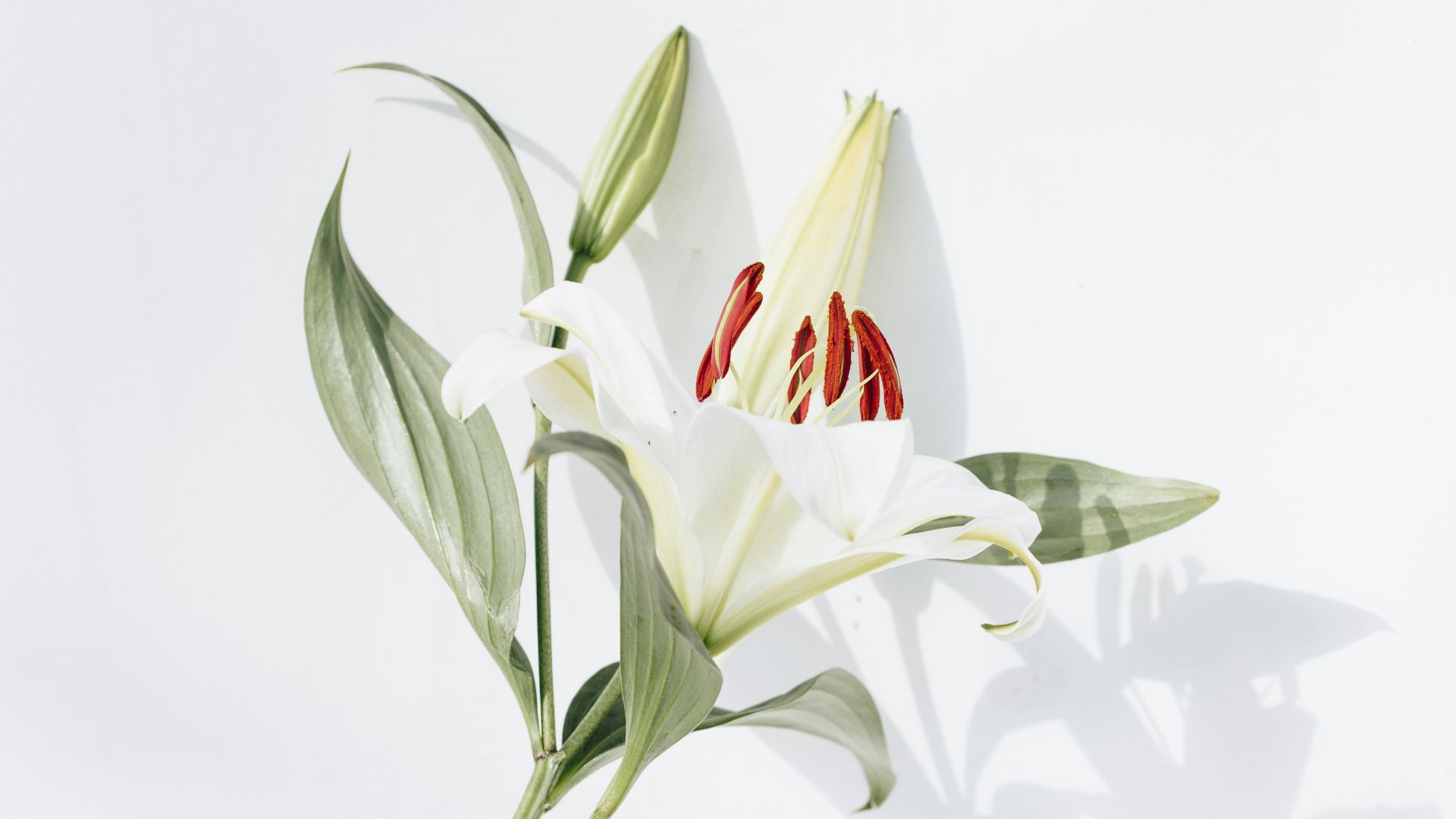 white and red flower with green leaves