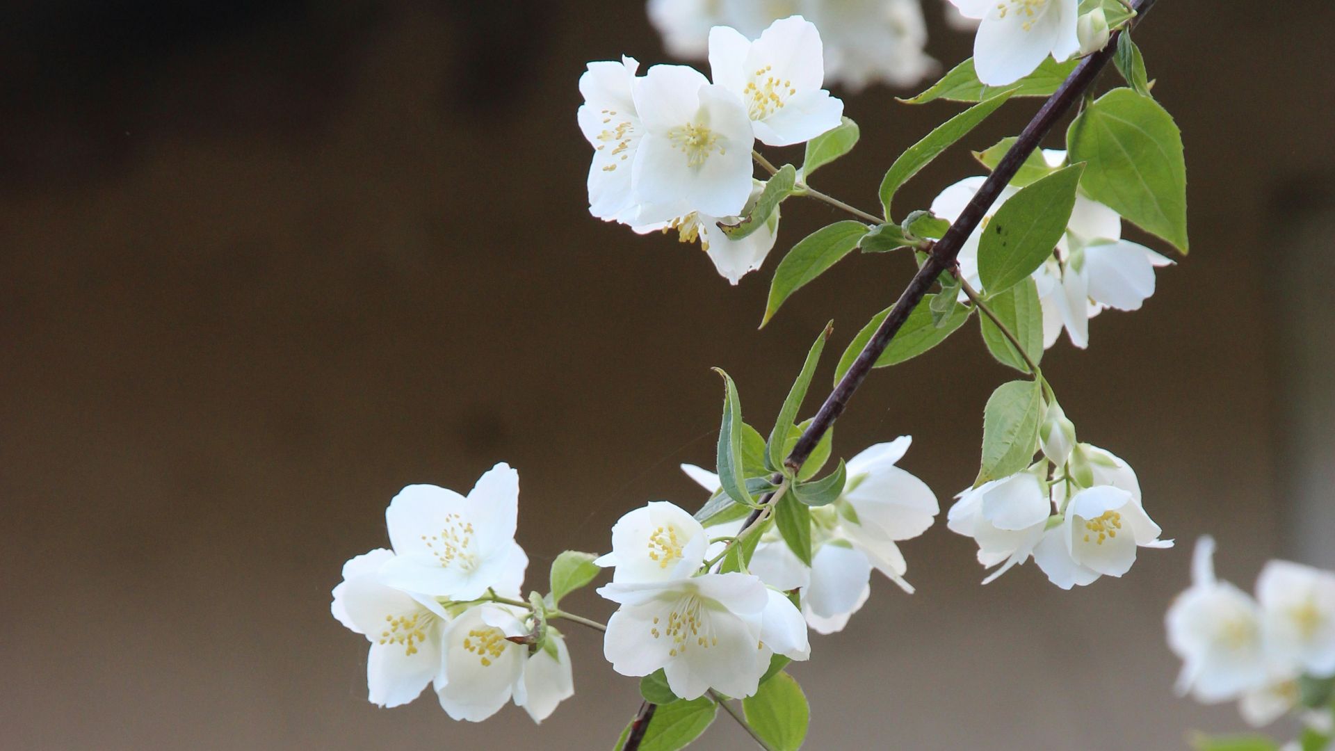 white flowers in tilt shift lens