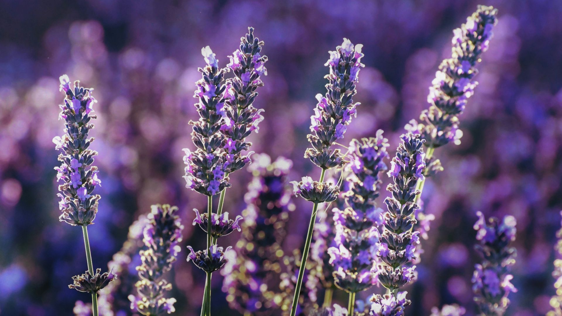 purple flower in tilt shift lens
