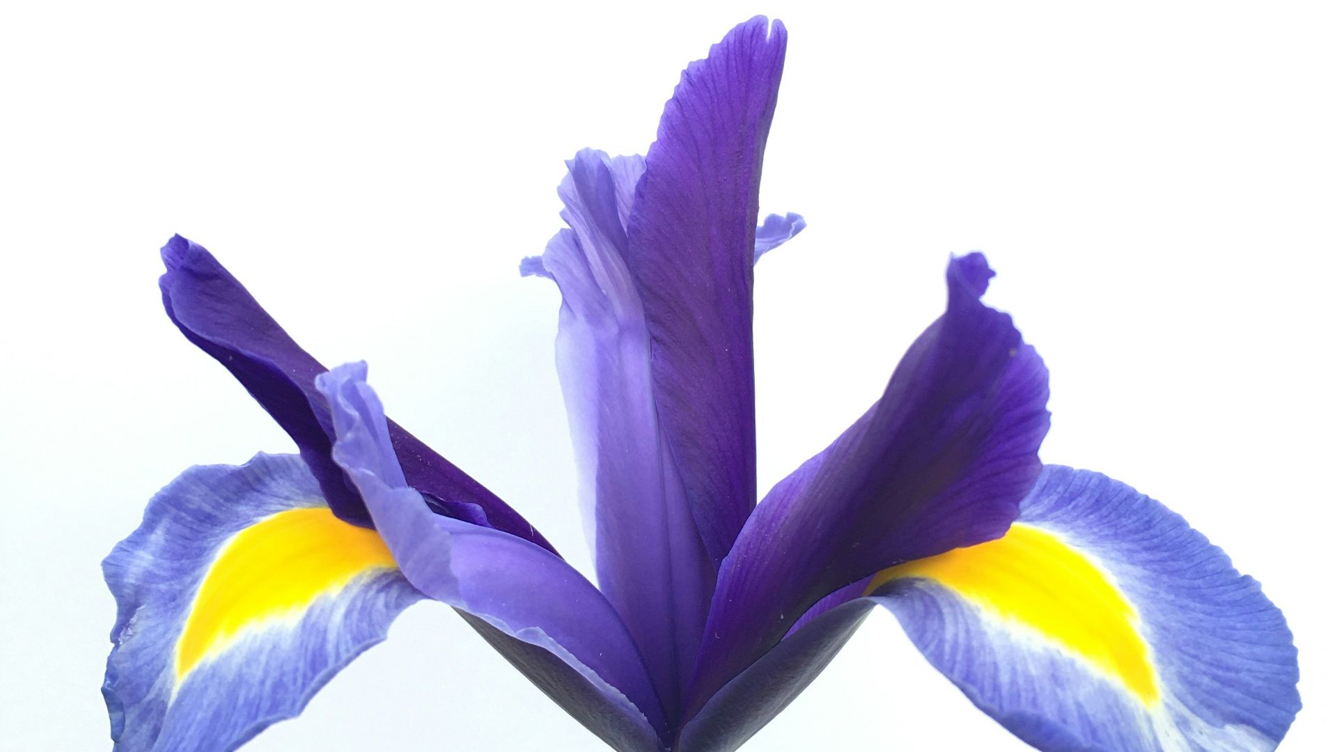 yellow and purple flower with white background