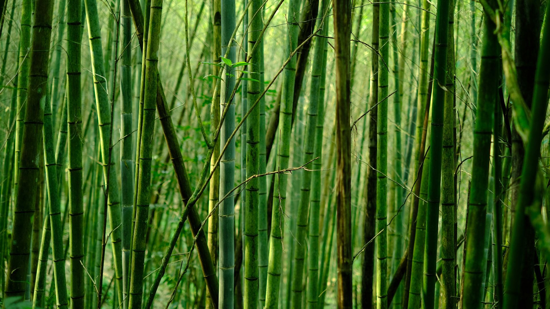green bamboo tree during daytime