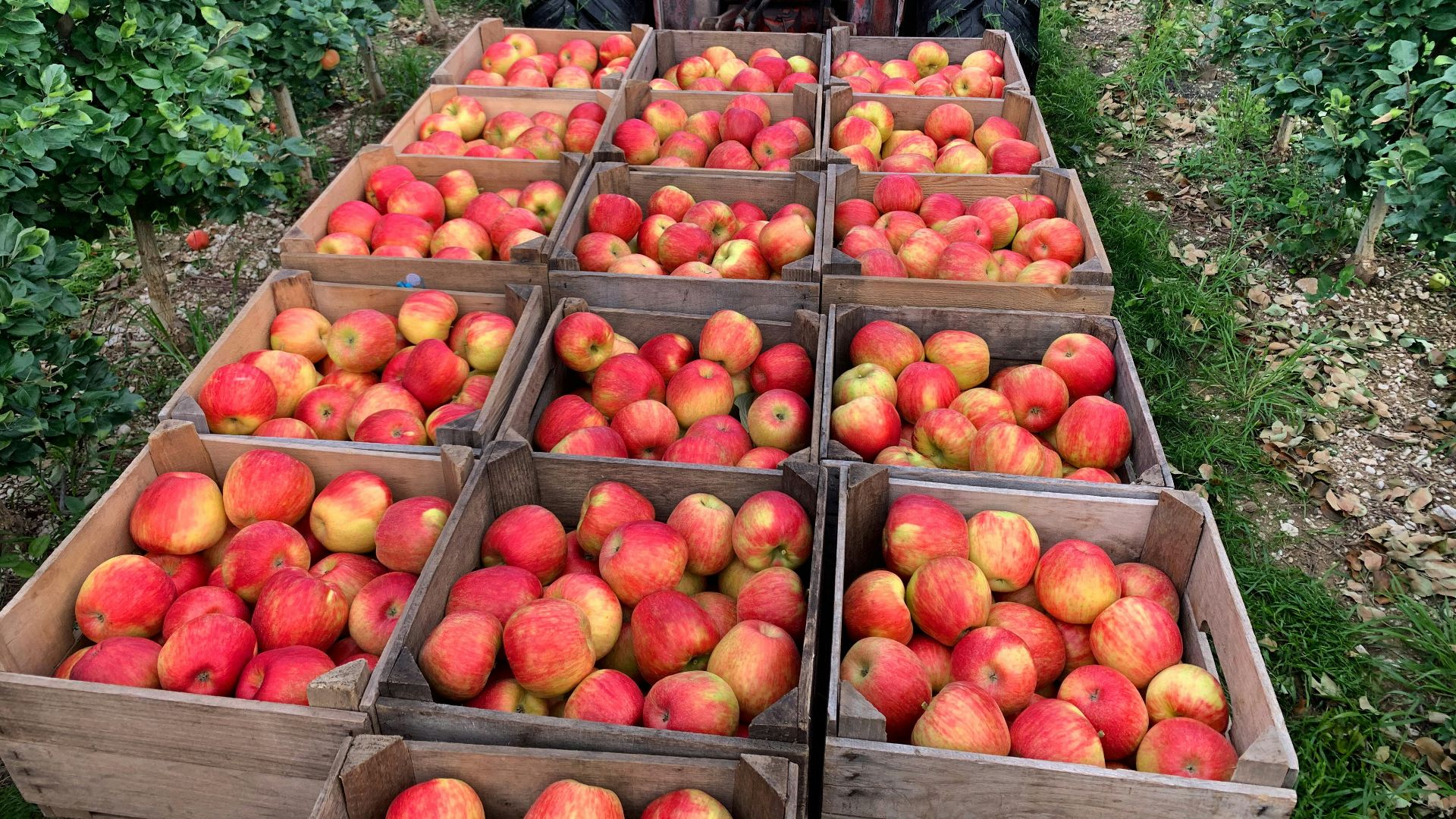 red apples in black plastic crate
