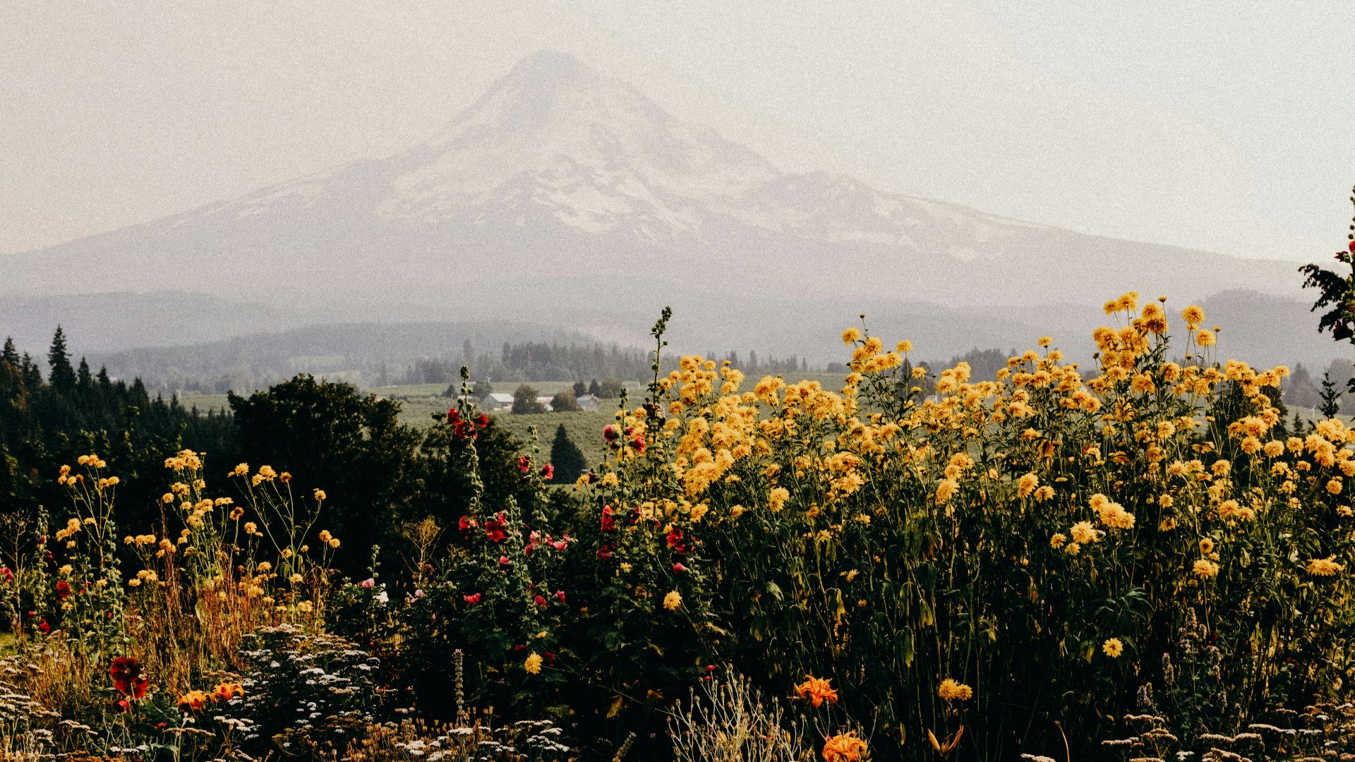 yellow and orange petaled flowers