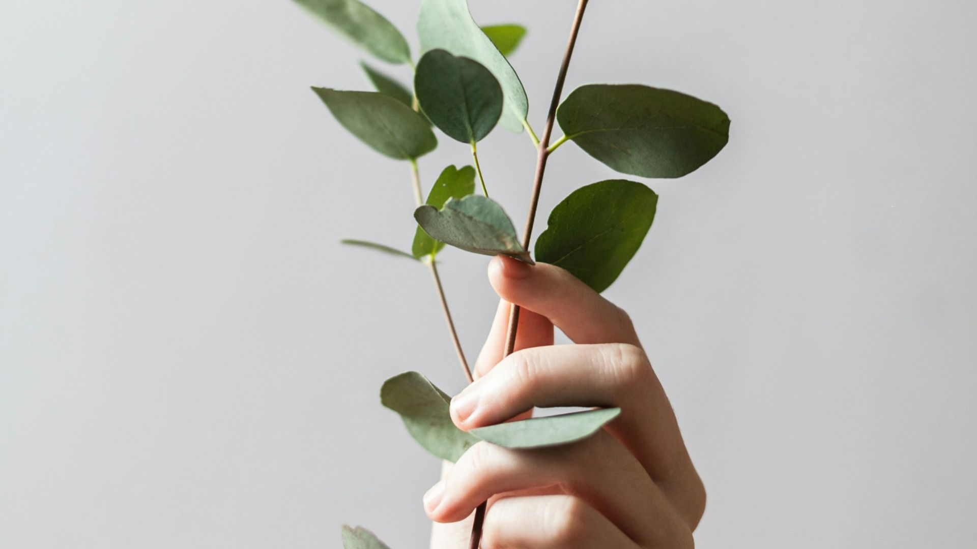 person holding leaf plant
