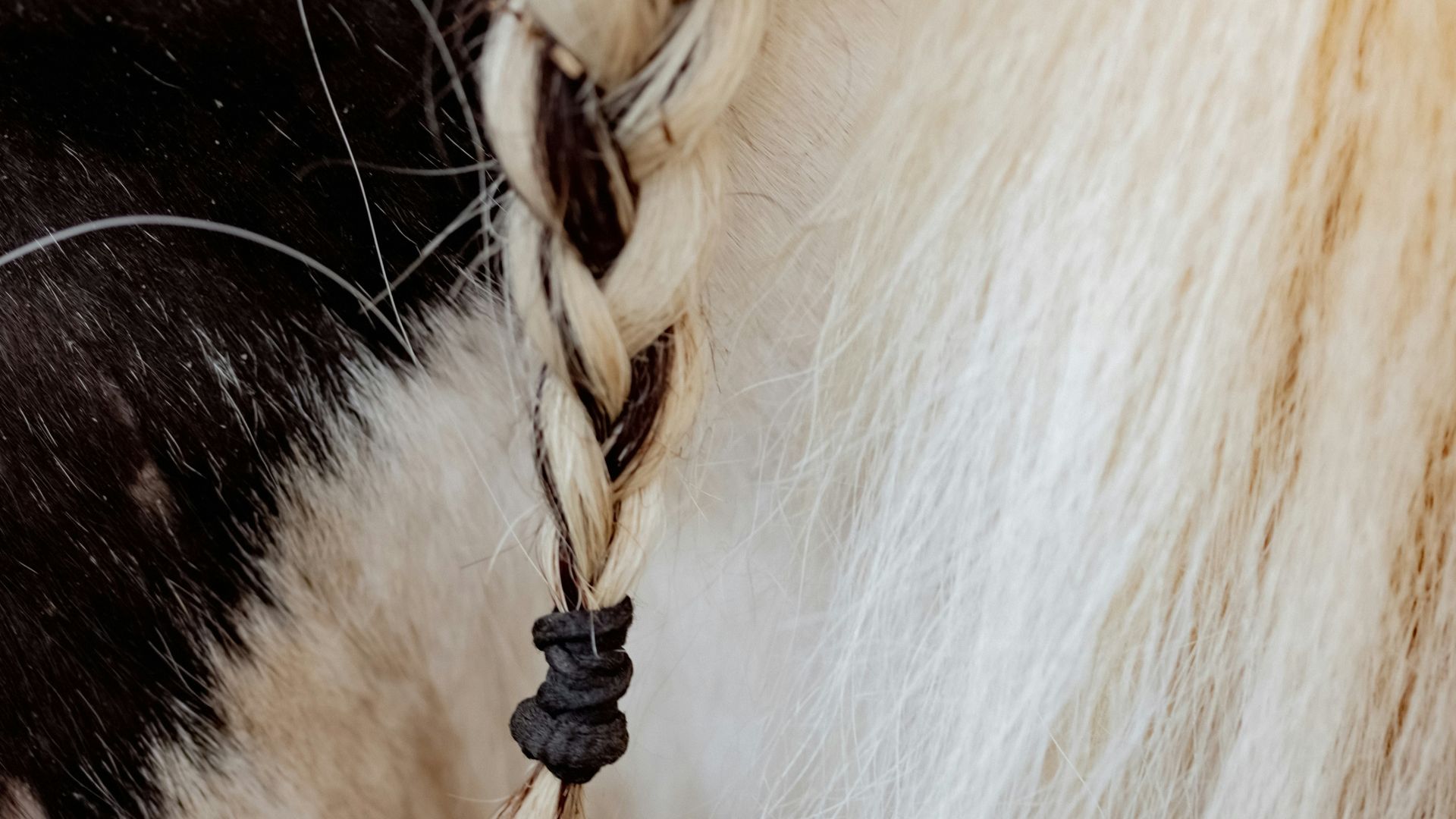 a close up of a horse's mane with a braid