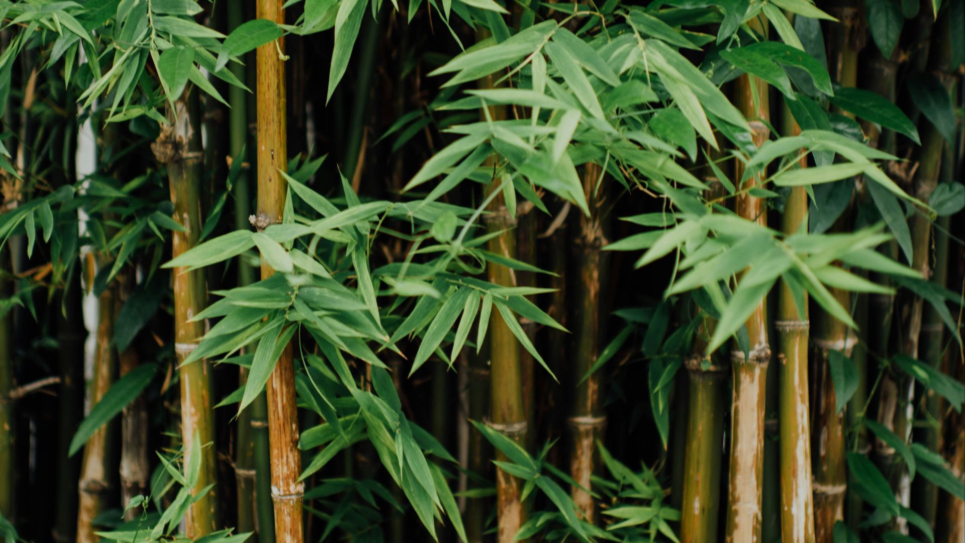 bamboos in the wild