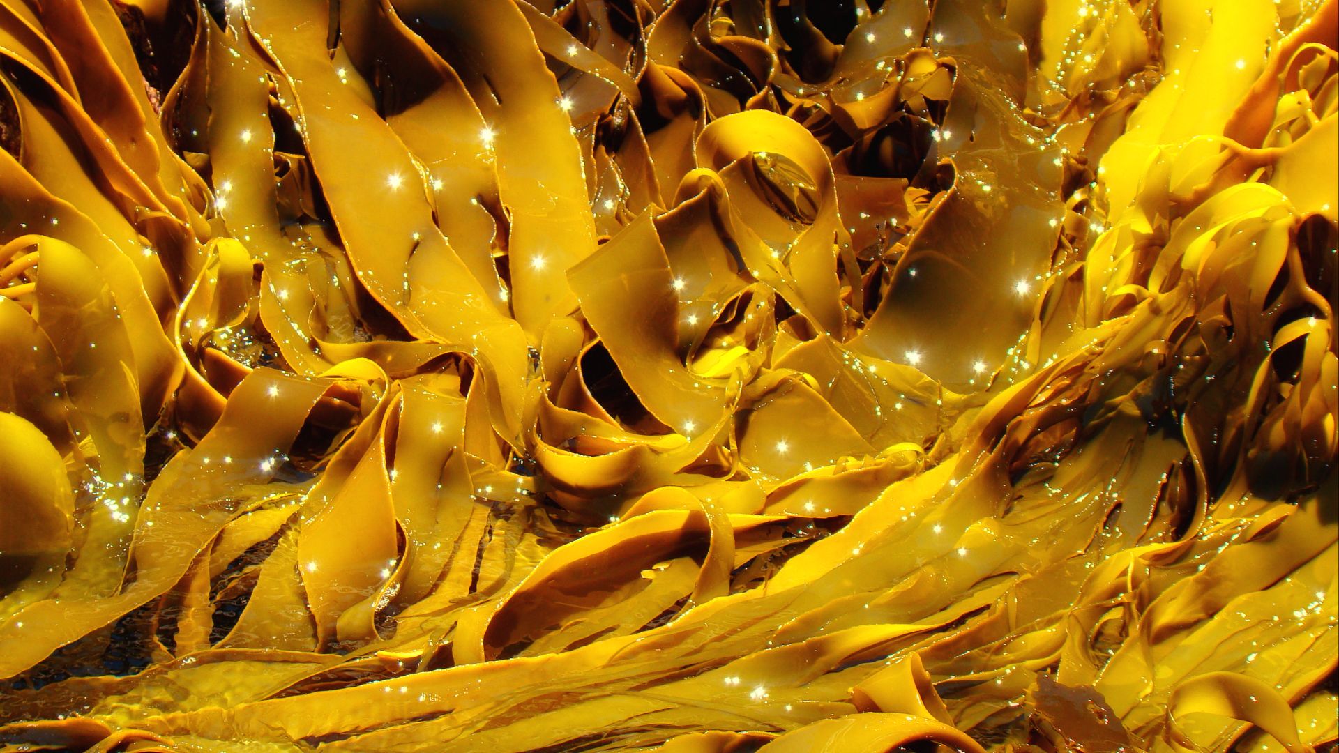 File:Kelp In Freycinet Tasmania.jpg