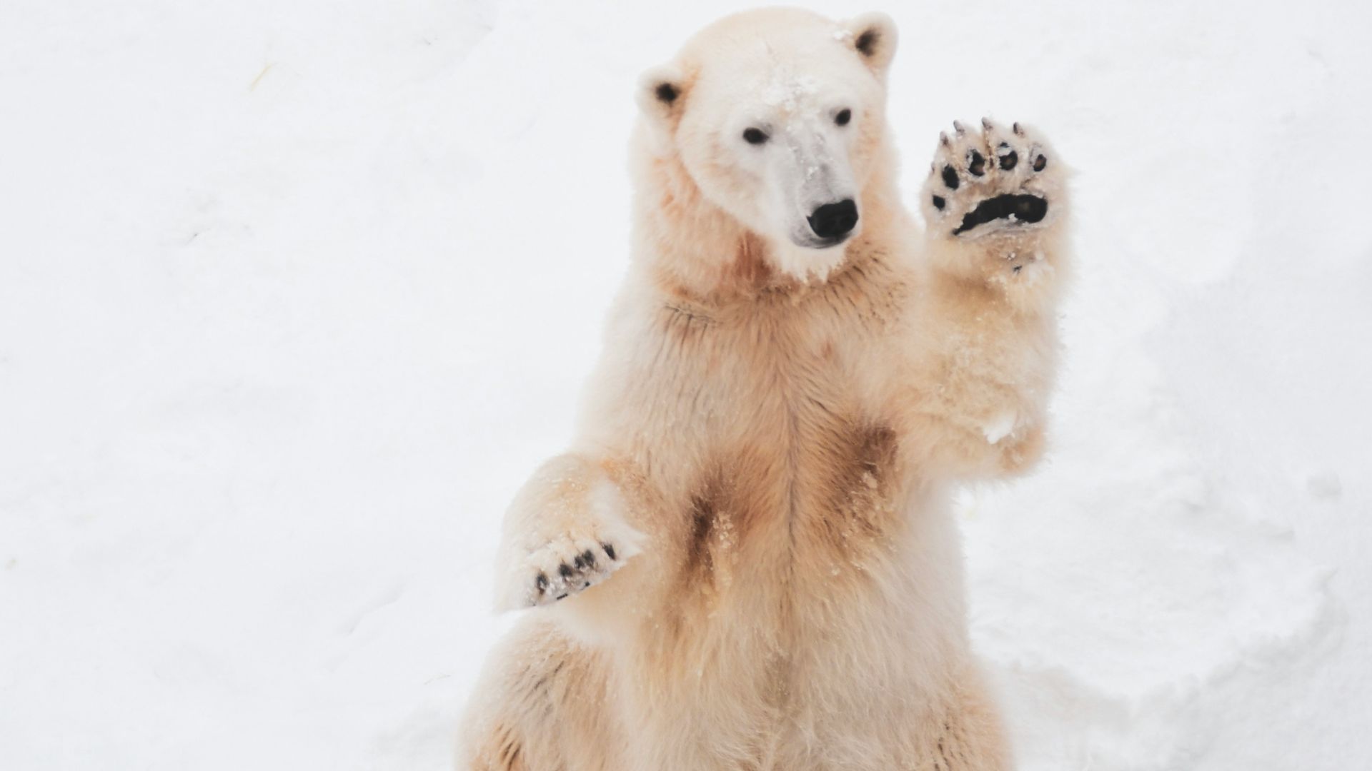 brown bear on snowfield