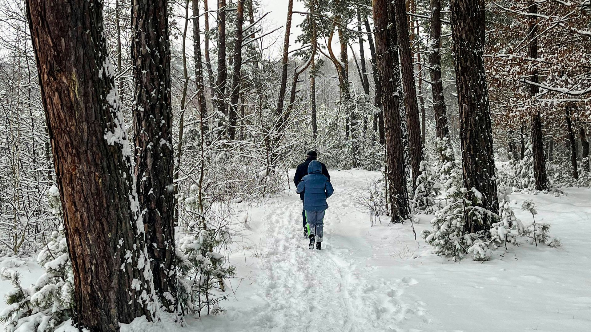 a person in a blue jacket is walking through the woods