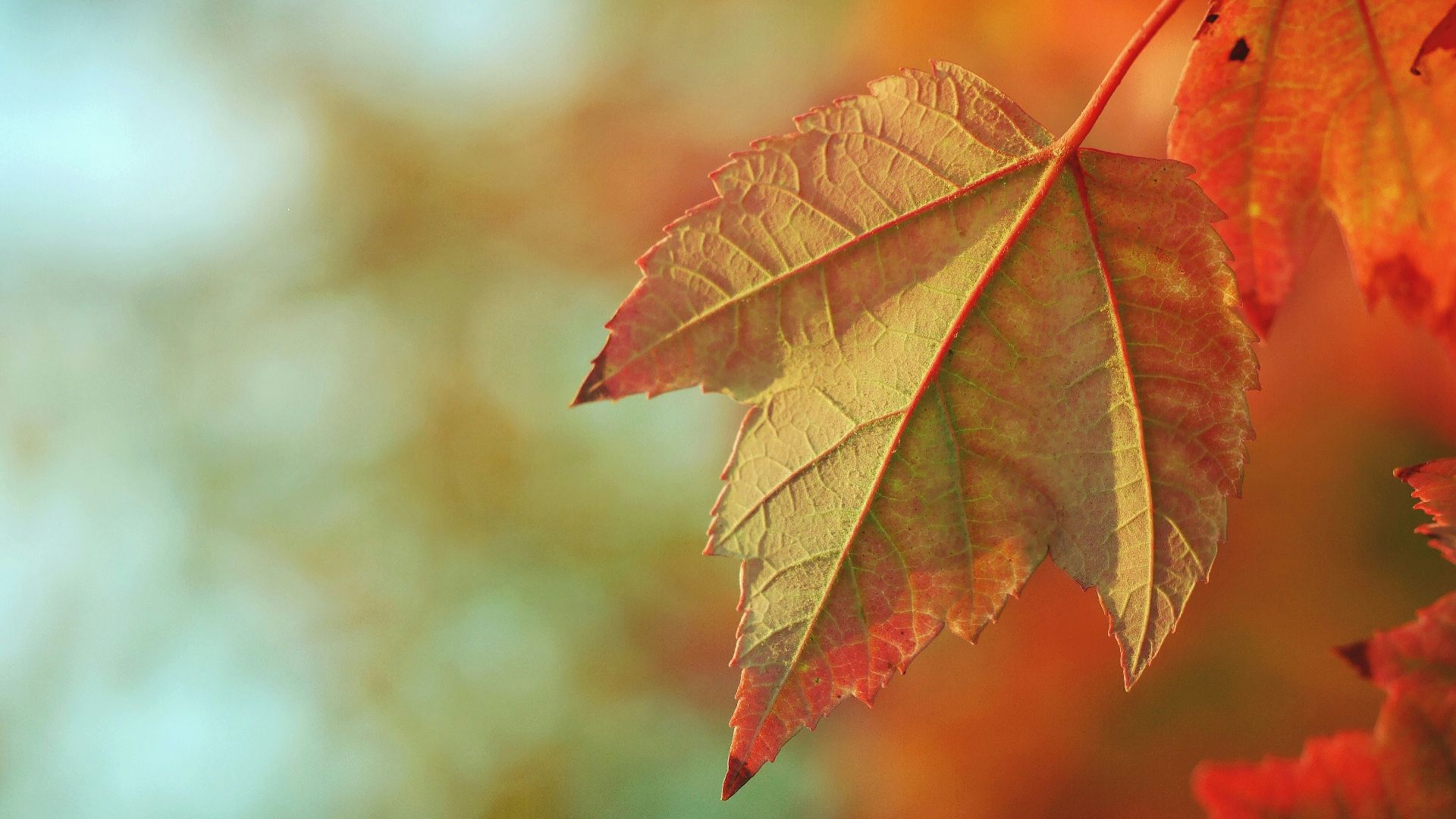 bokeh lights photography of brown maple leaf