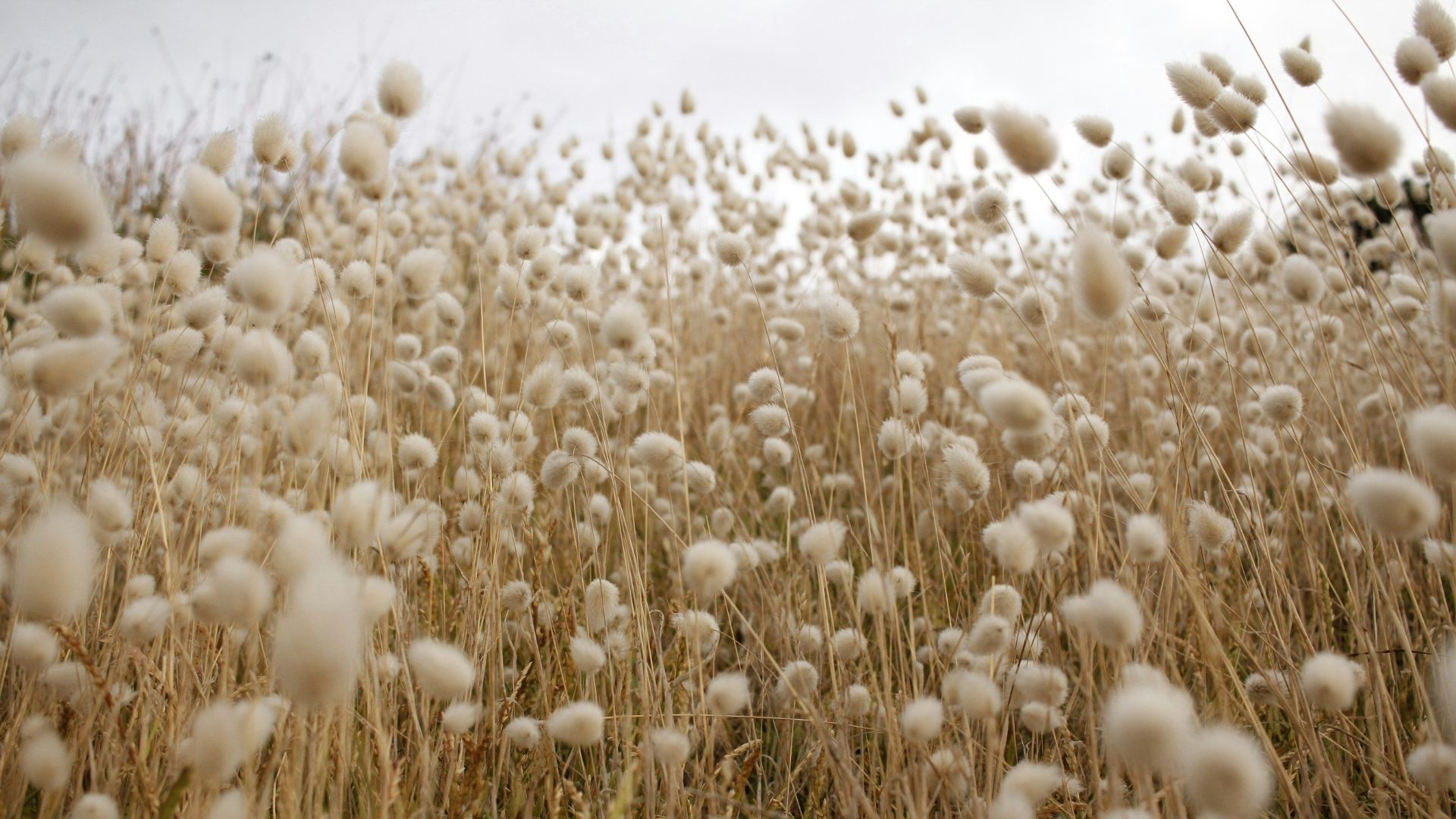 brown plant field