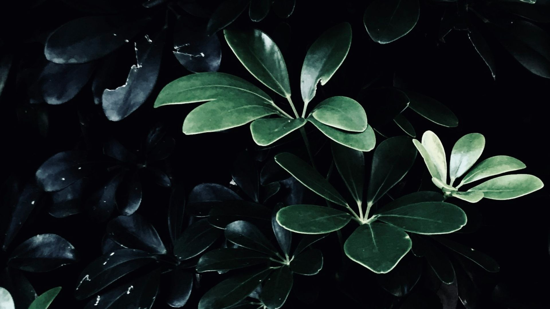 closeup photo of green plants
