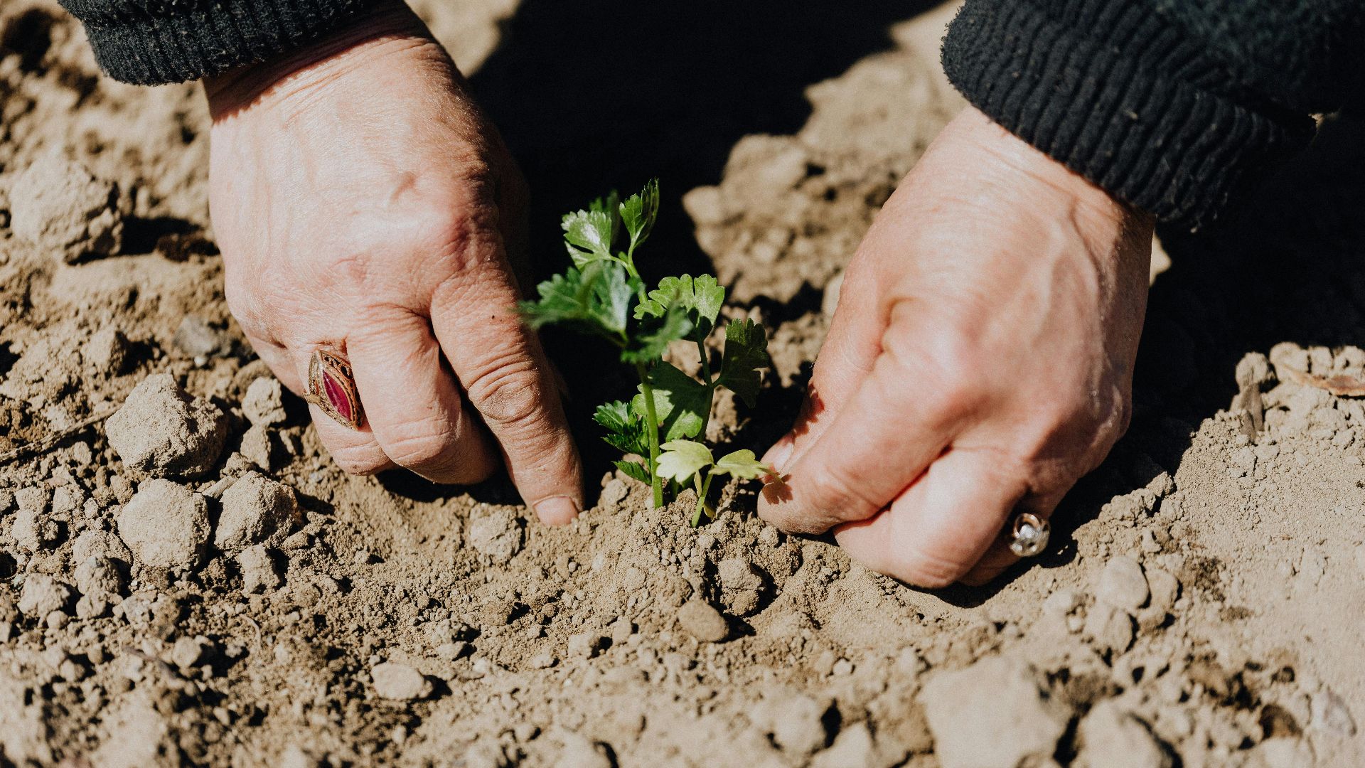 Karolina Grabowska www.kaboompics.com