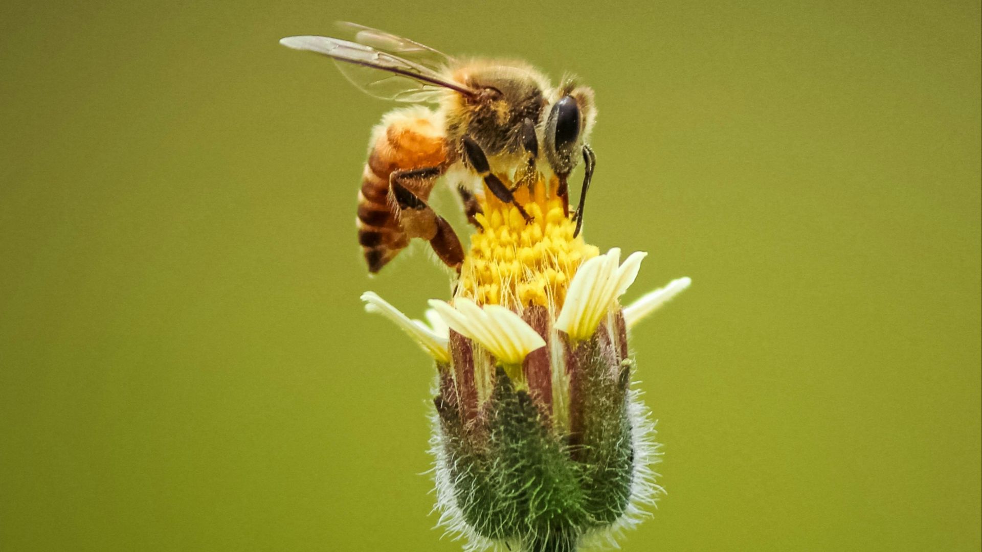 honeybee perched on yellow flower in close up photography during daytime