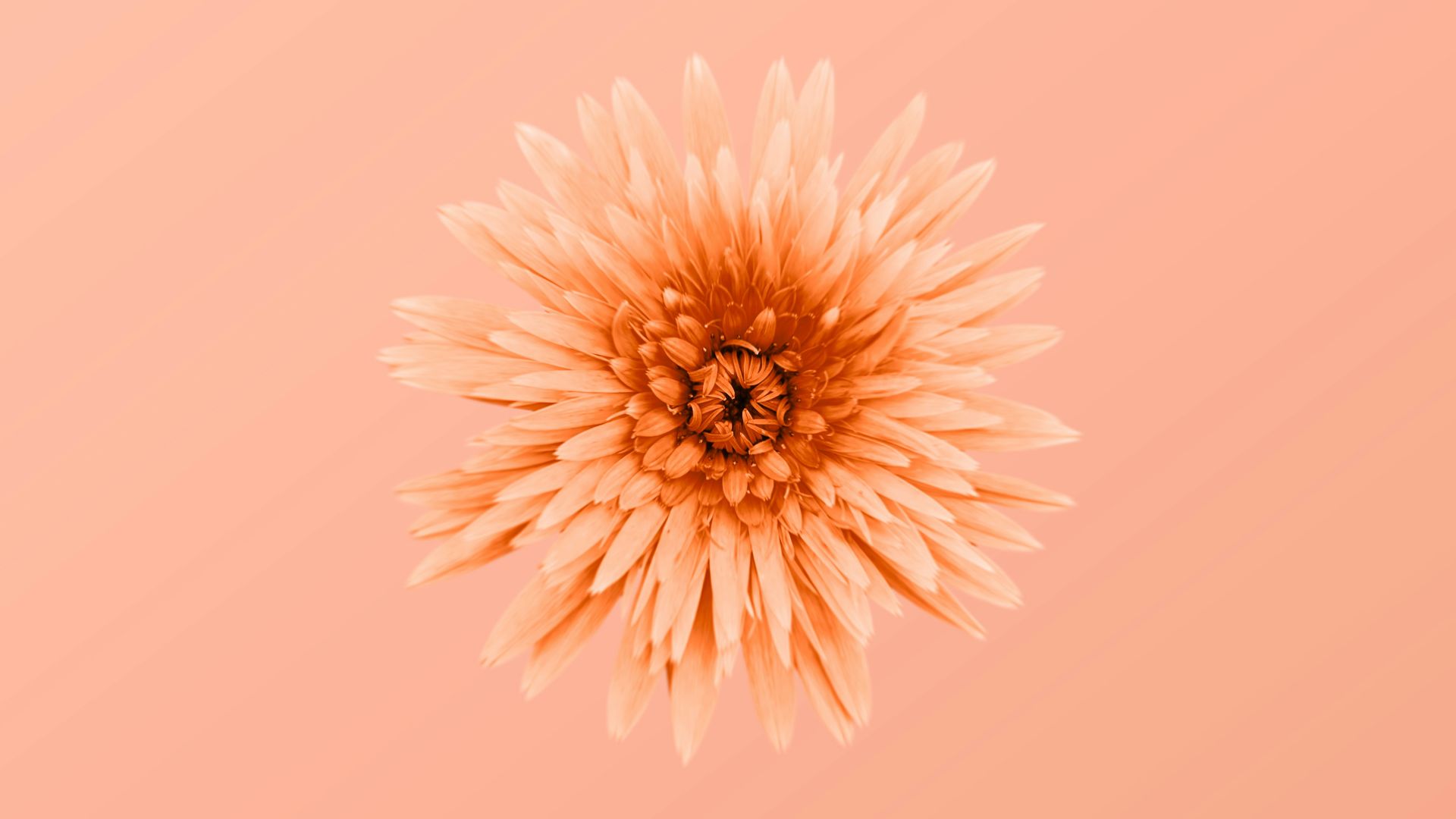 yellow dandelion in close up photography