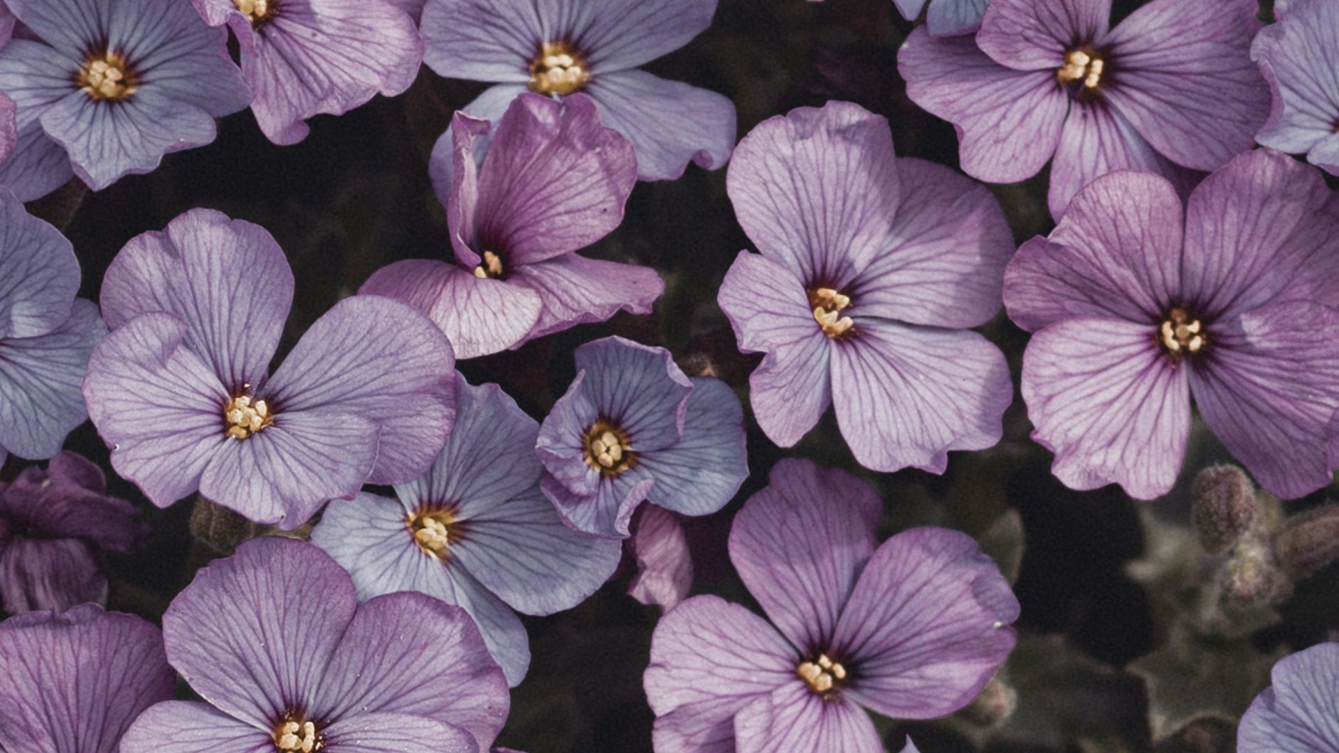 purple flowers with green leaves