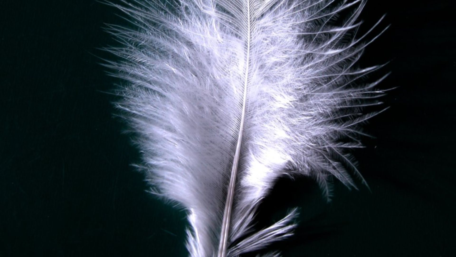 File:A single white feather closeup.jpg