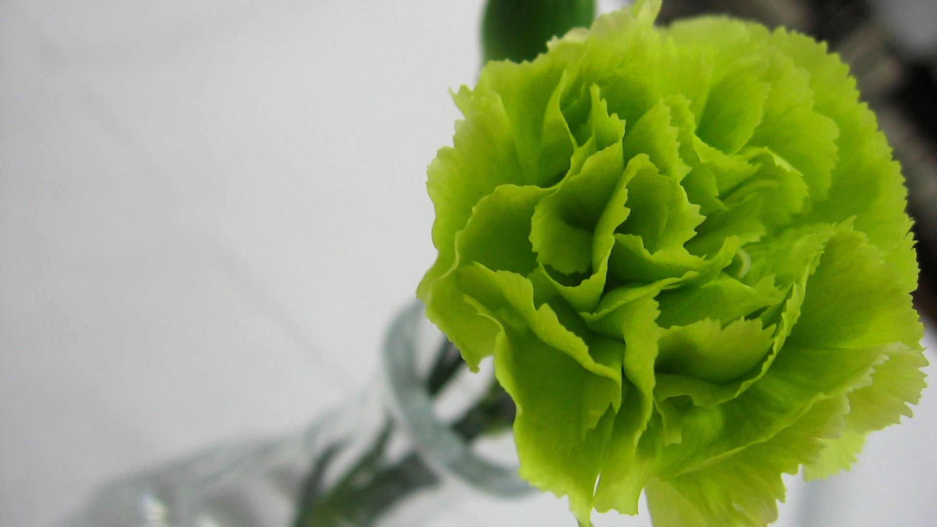File:Green Carnation.jpg