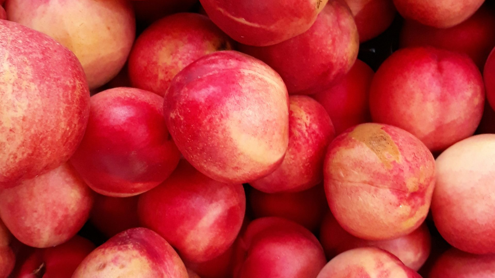 shallow focus photo of red apple fruits