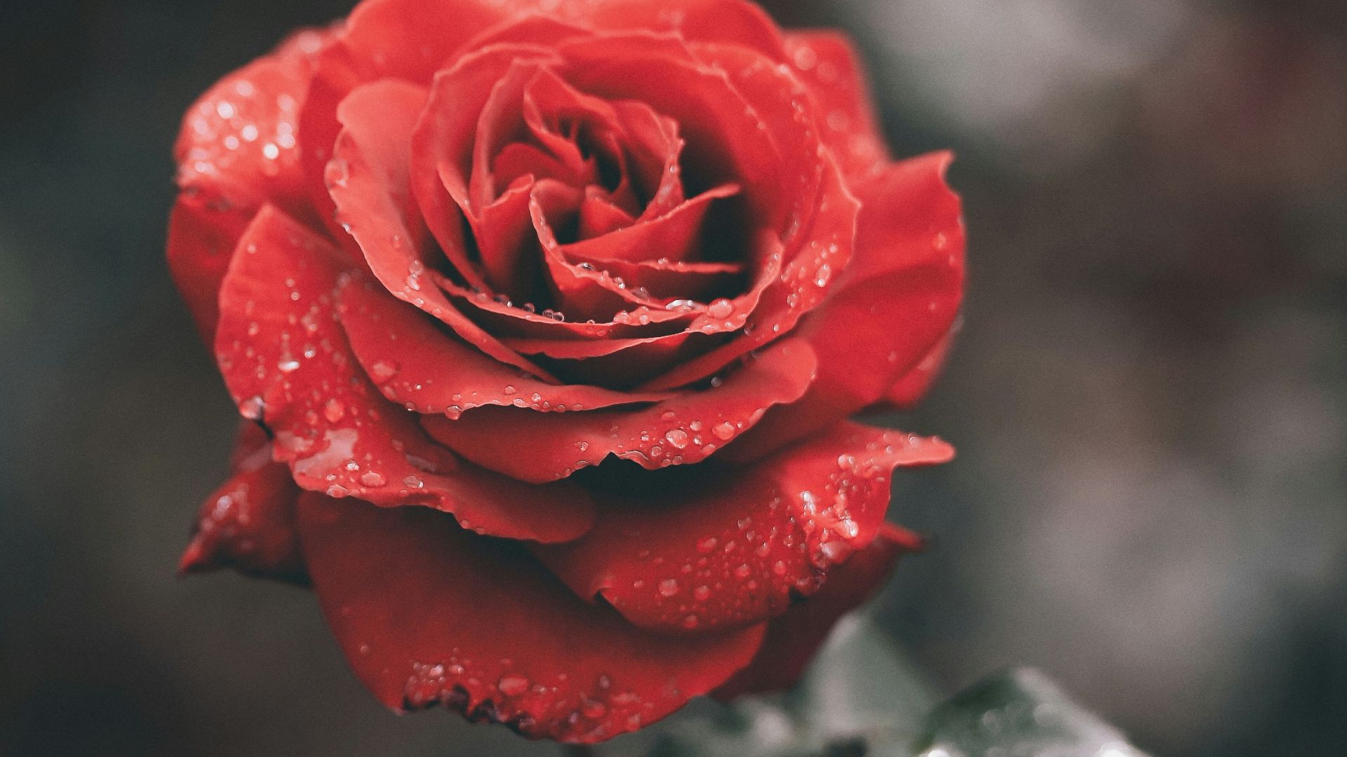red rose with droplets