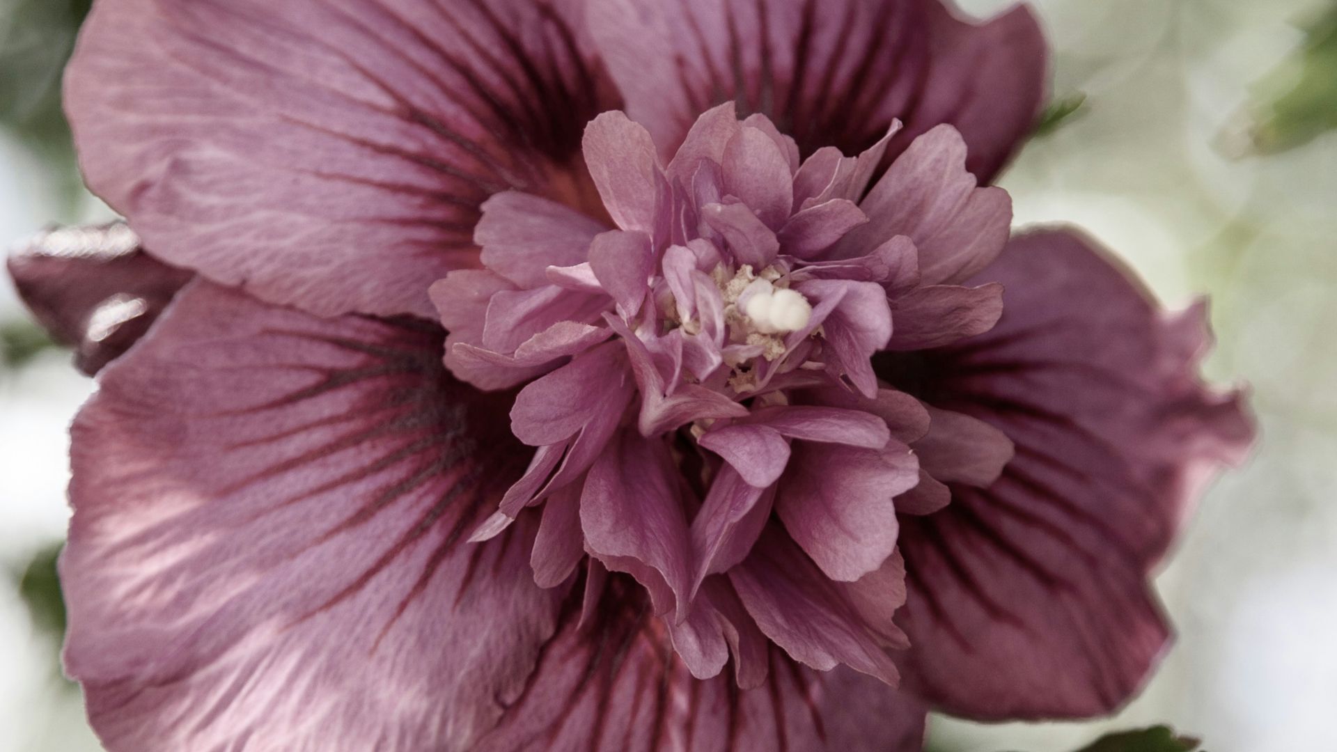 close-up photography of purple-petaled flower
