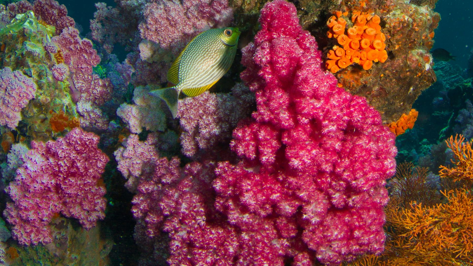 brown fish beside coral under body of water