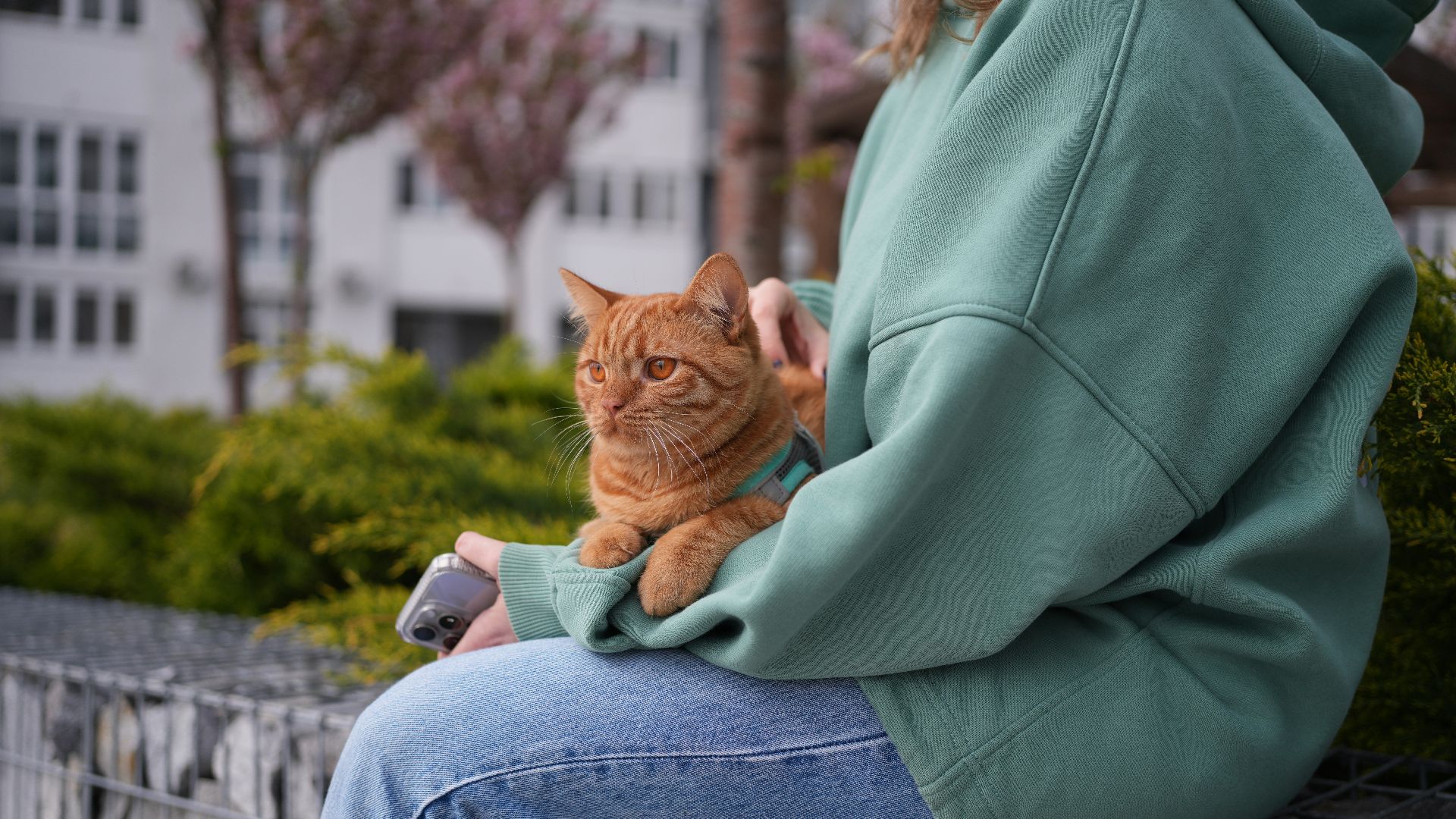 a person sitting on a bench with a cat on their lap
