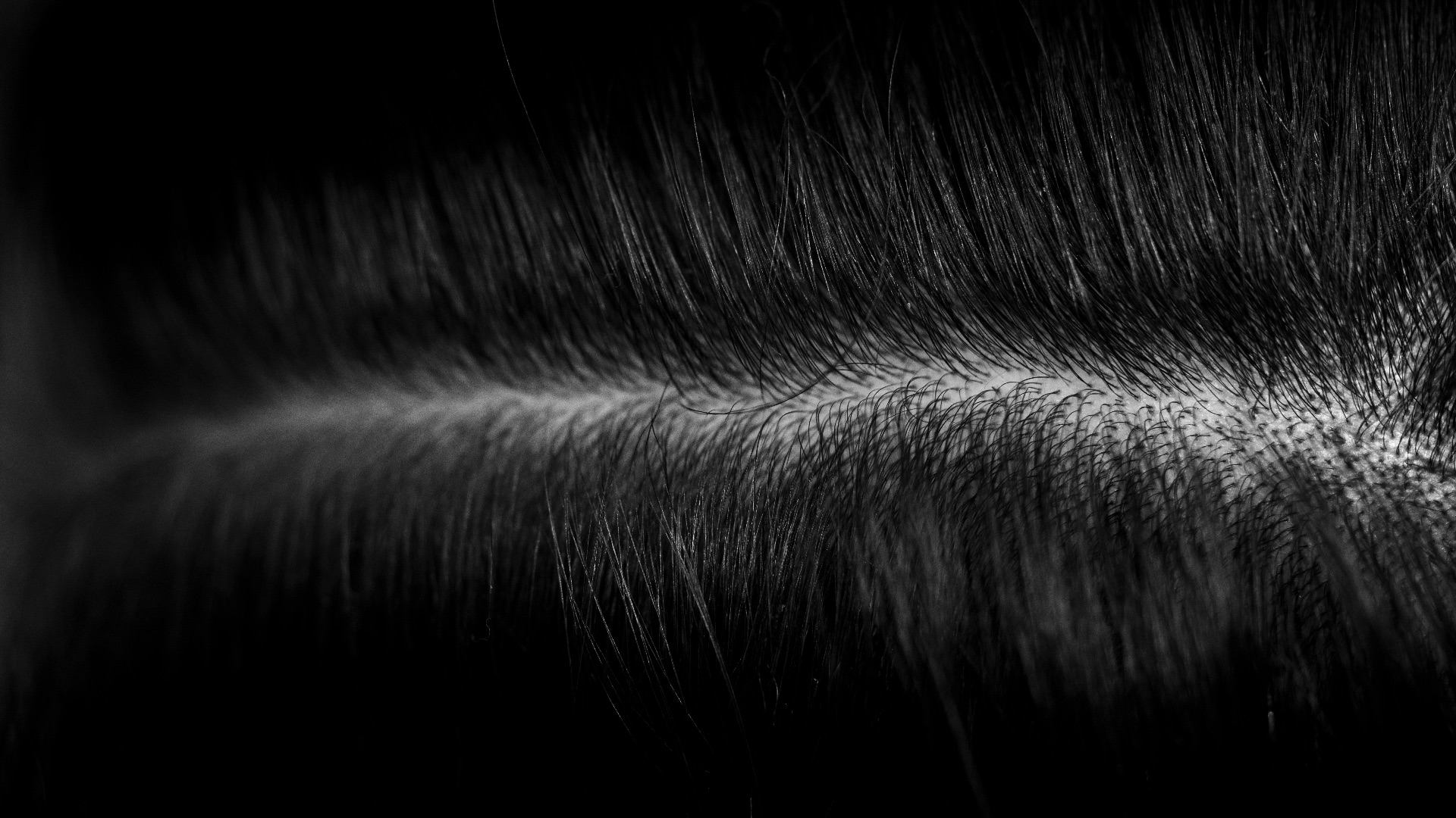 a black and white photo of some hair