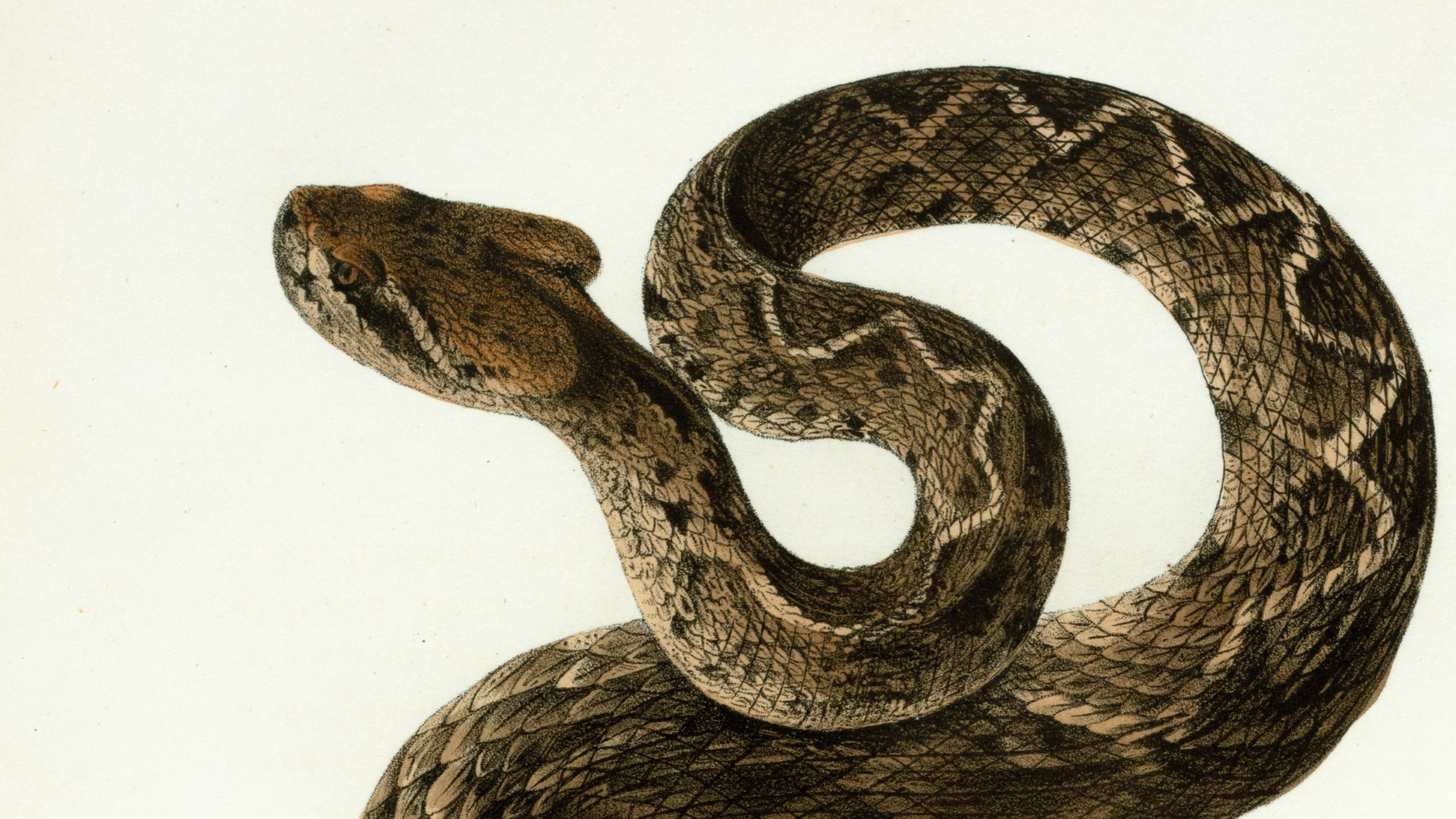 a drawing of a snake on a white background