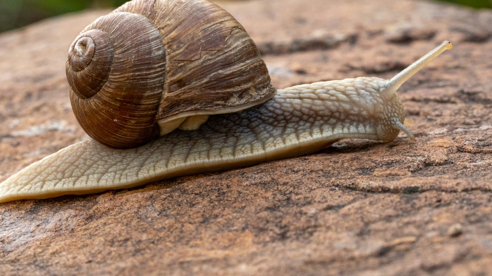 brown snail on rock