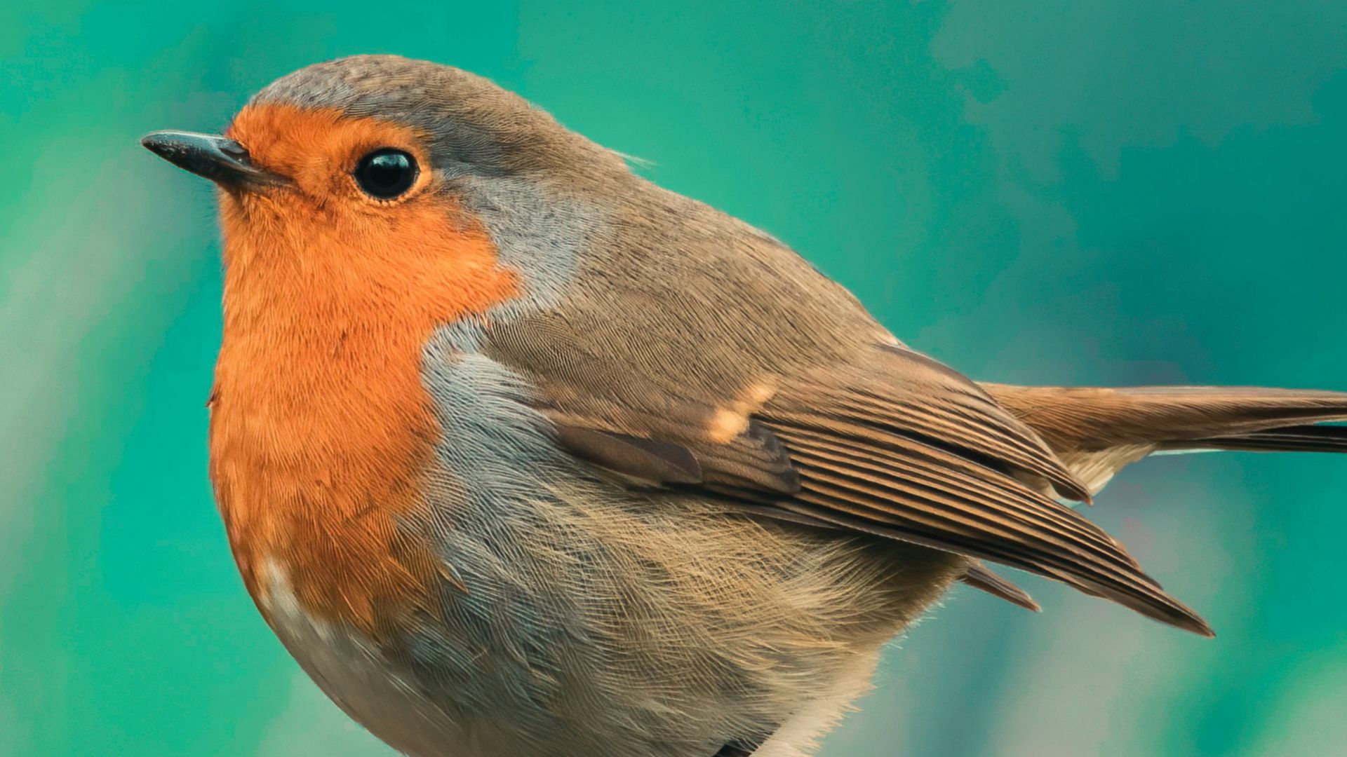 brown and orange bird on brown tree branch