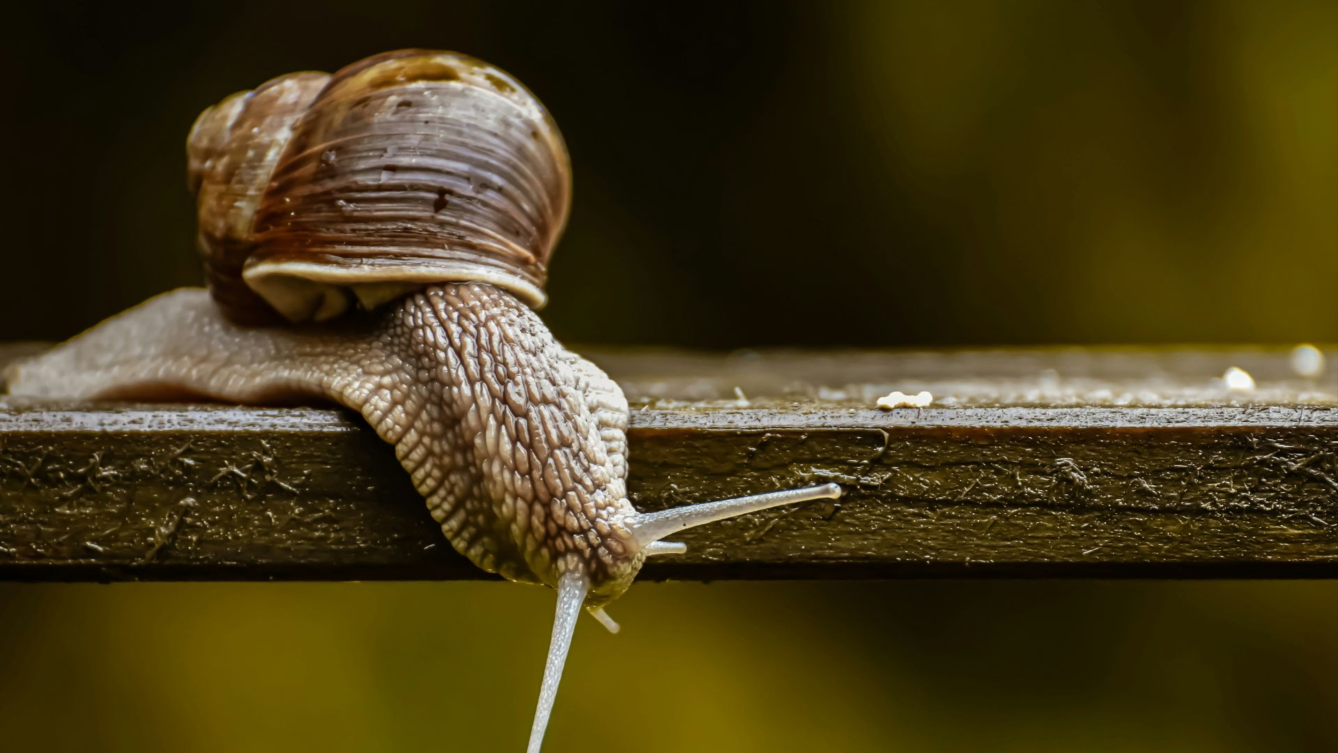 brown snail on brown wooden stick