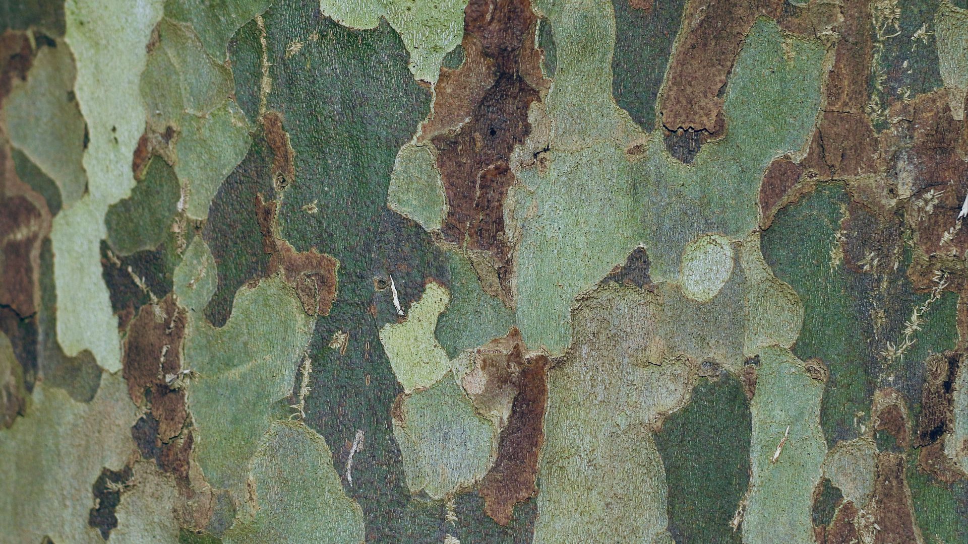 a close up of the bark of a tree
