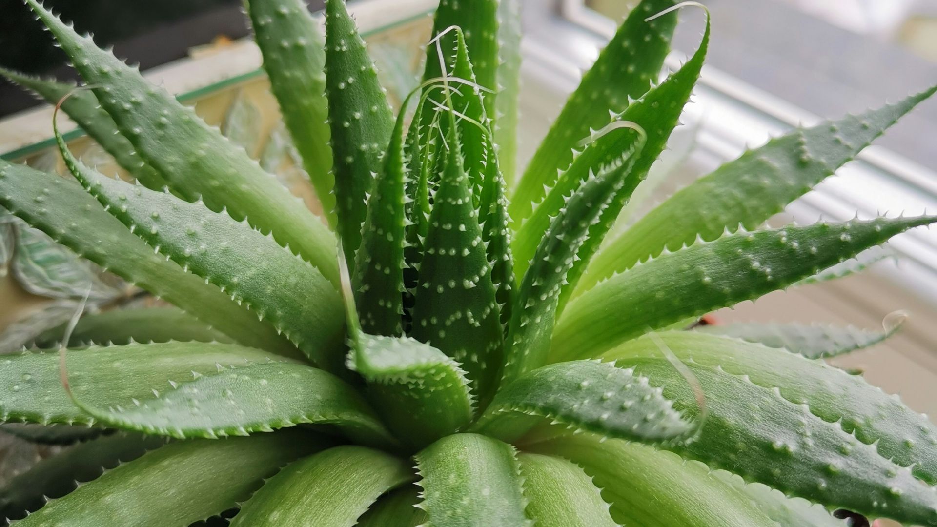 green Aloe Vera plant