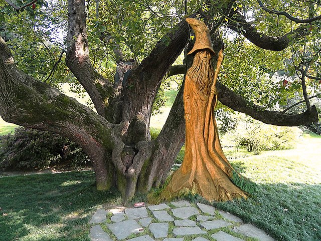 File:Camphor tree and Merlin.jpg
