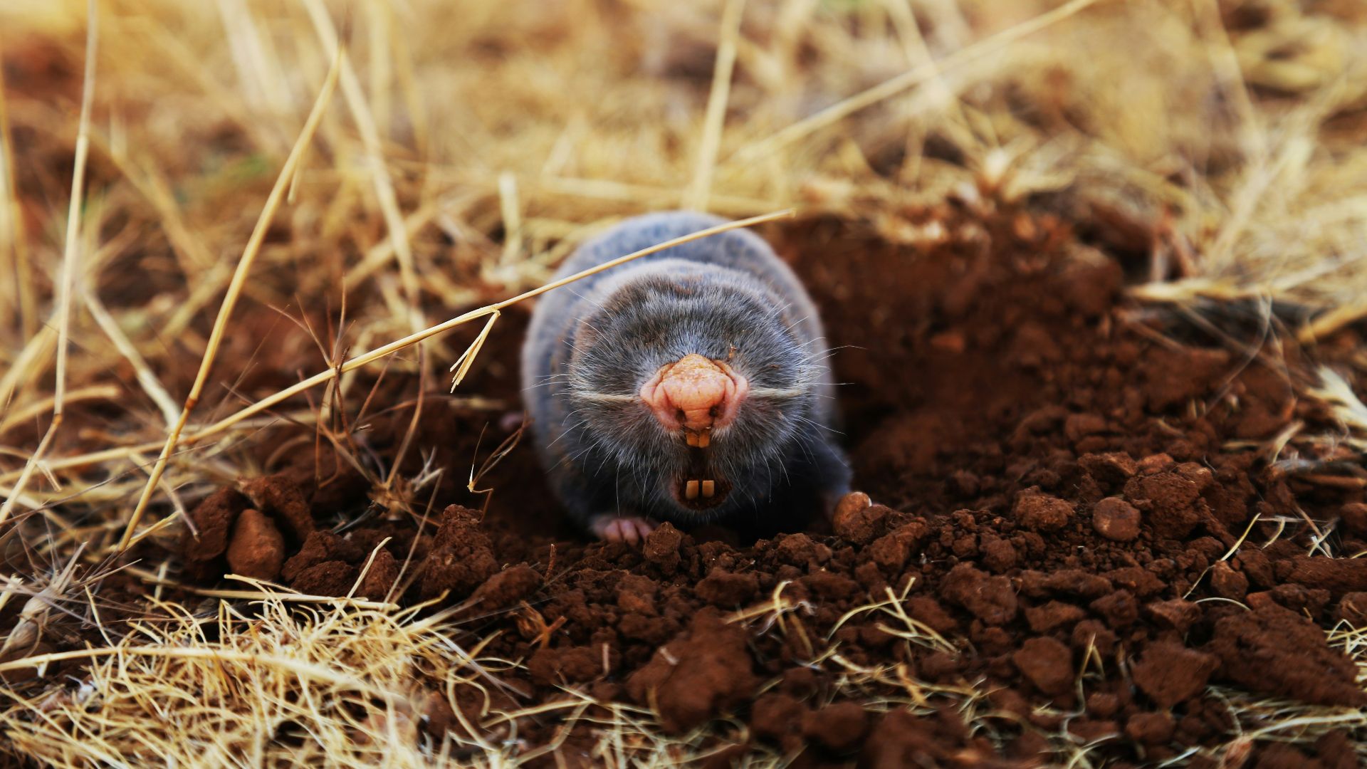 low-angle of mole on ground