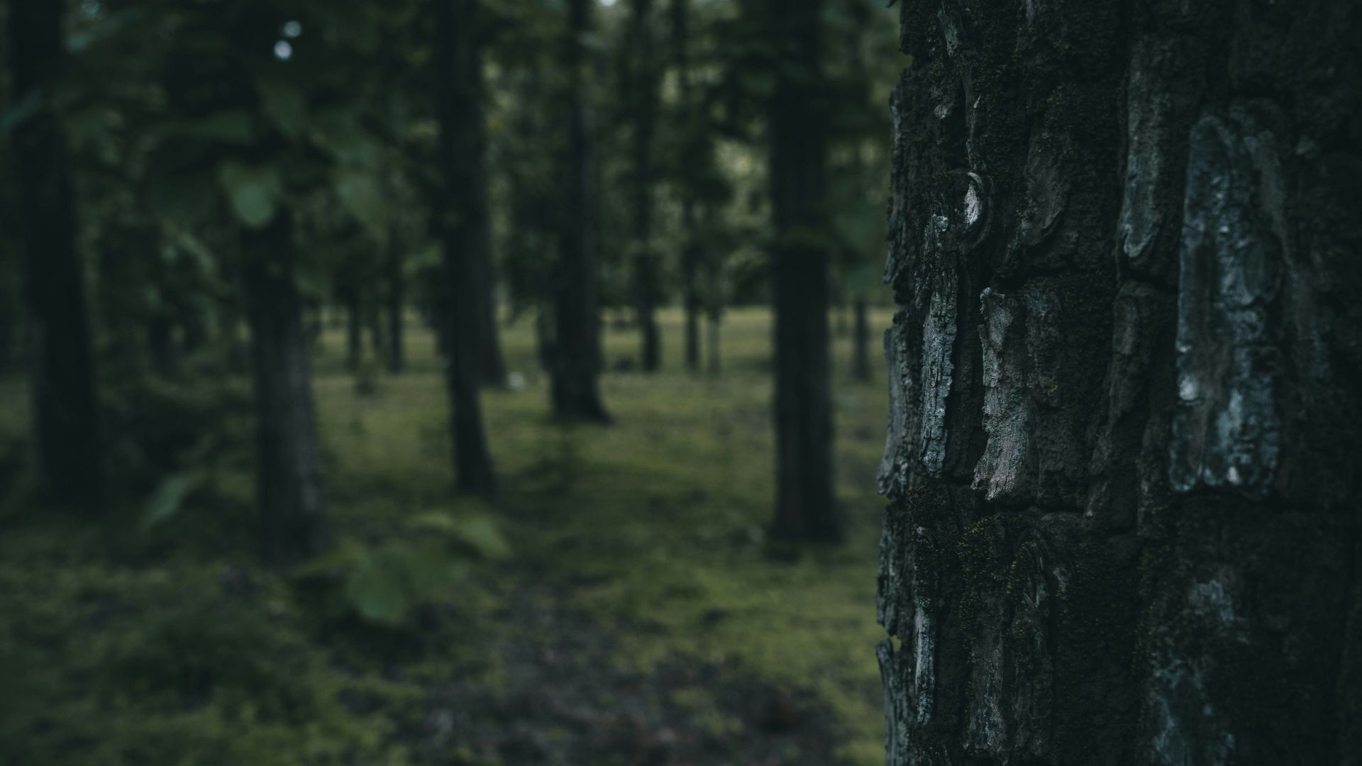a forest filled with lots of trees and grass