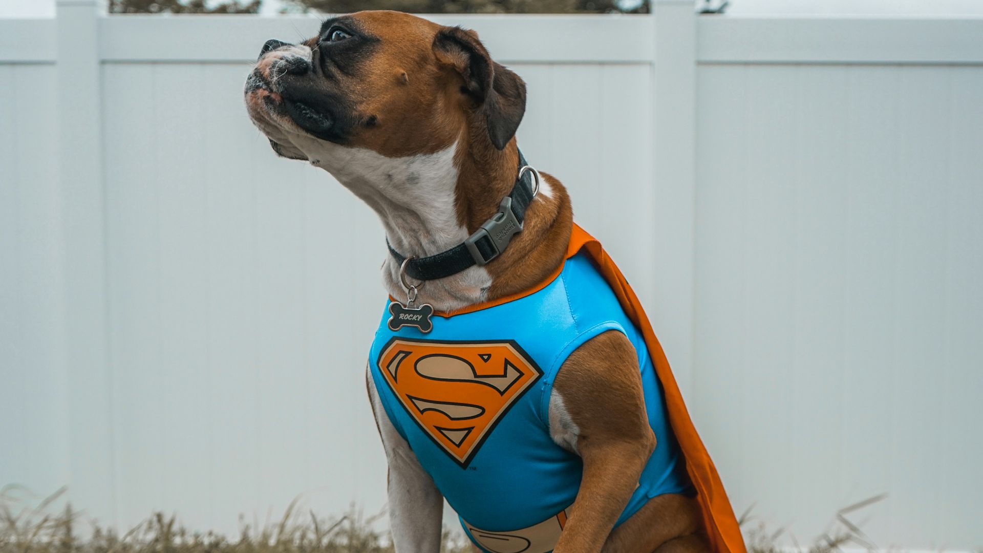 dog wearing Superman costume