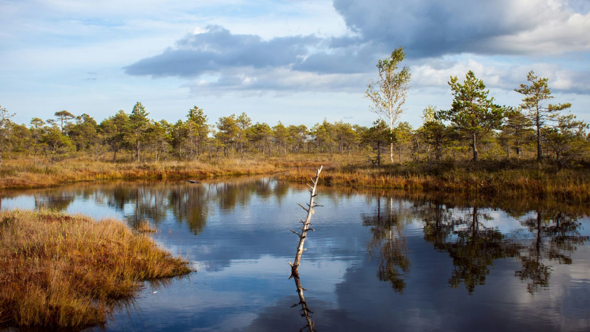 body of water near trees under sky