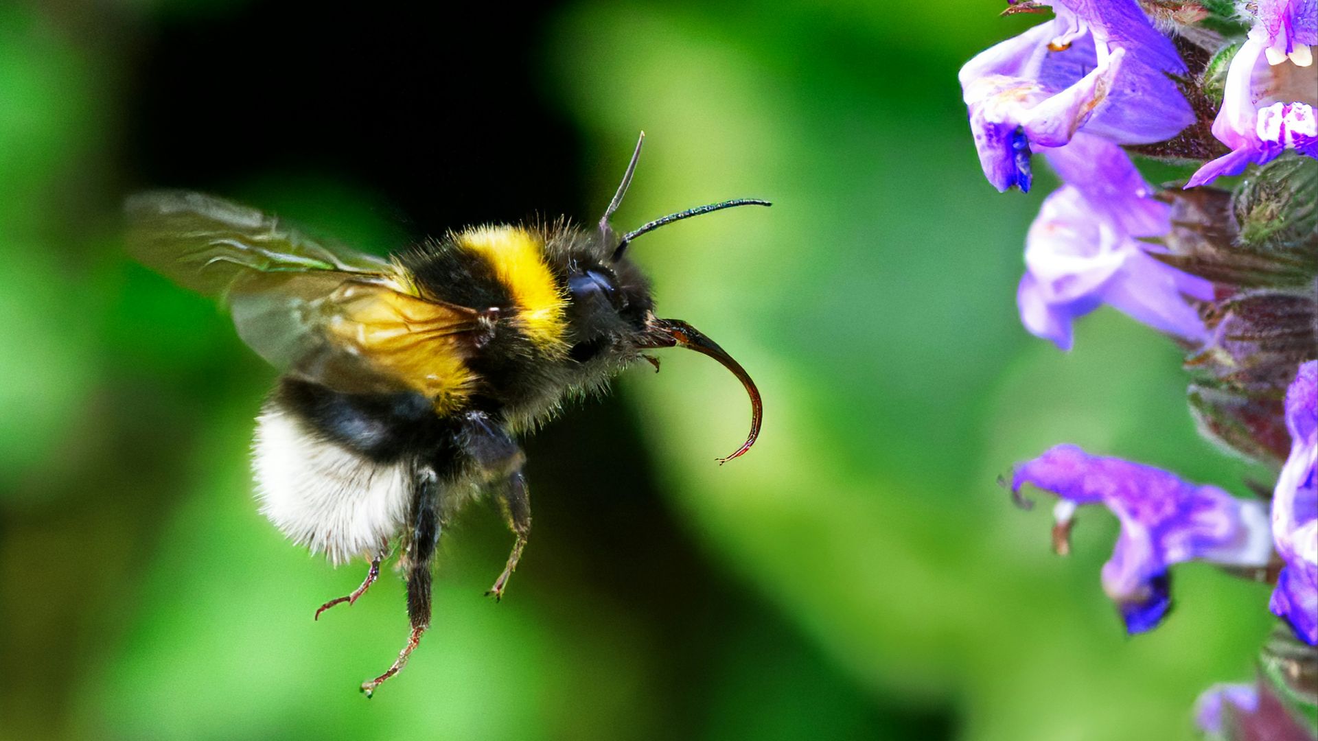 a close up of a bee on a flower
