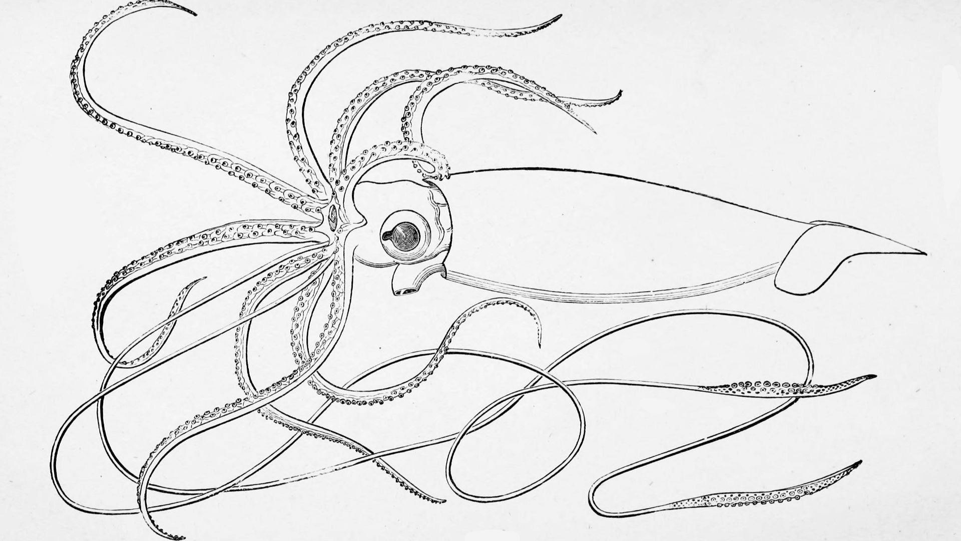 File:Architeuthis dux Emery Verrill.jpg