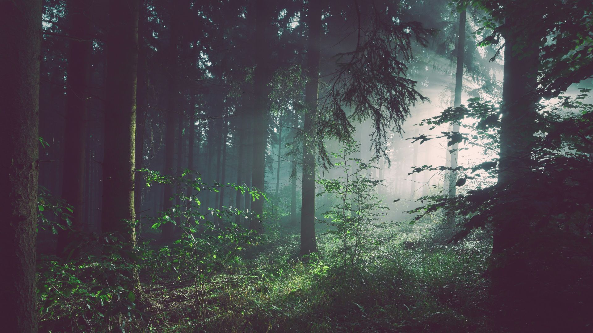 trees on forest with sun rays